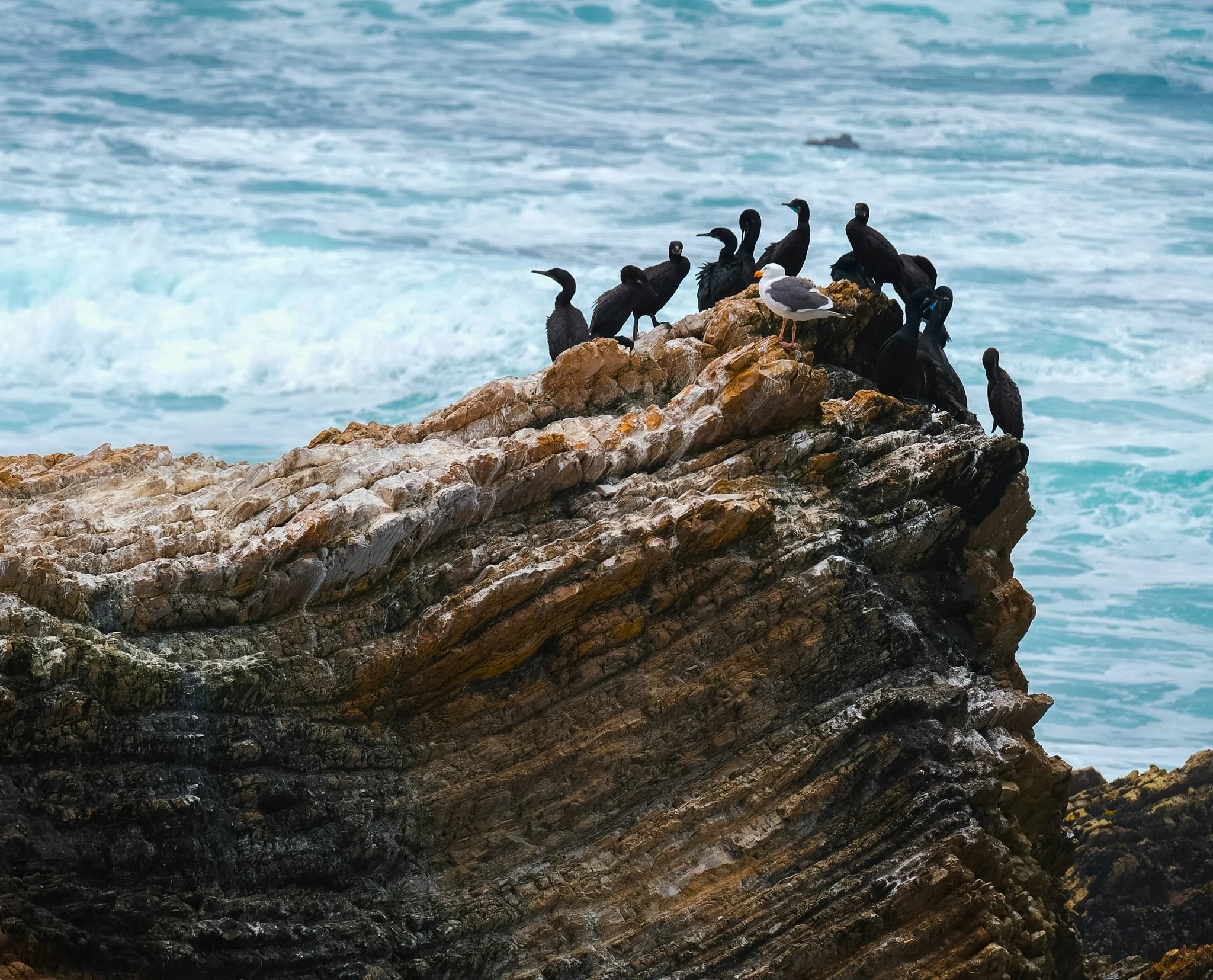 Seagulls and black cormorants perched on a rocky outcrop by the ocean with waves in the background.