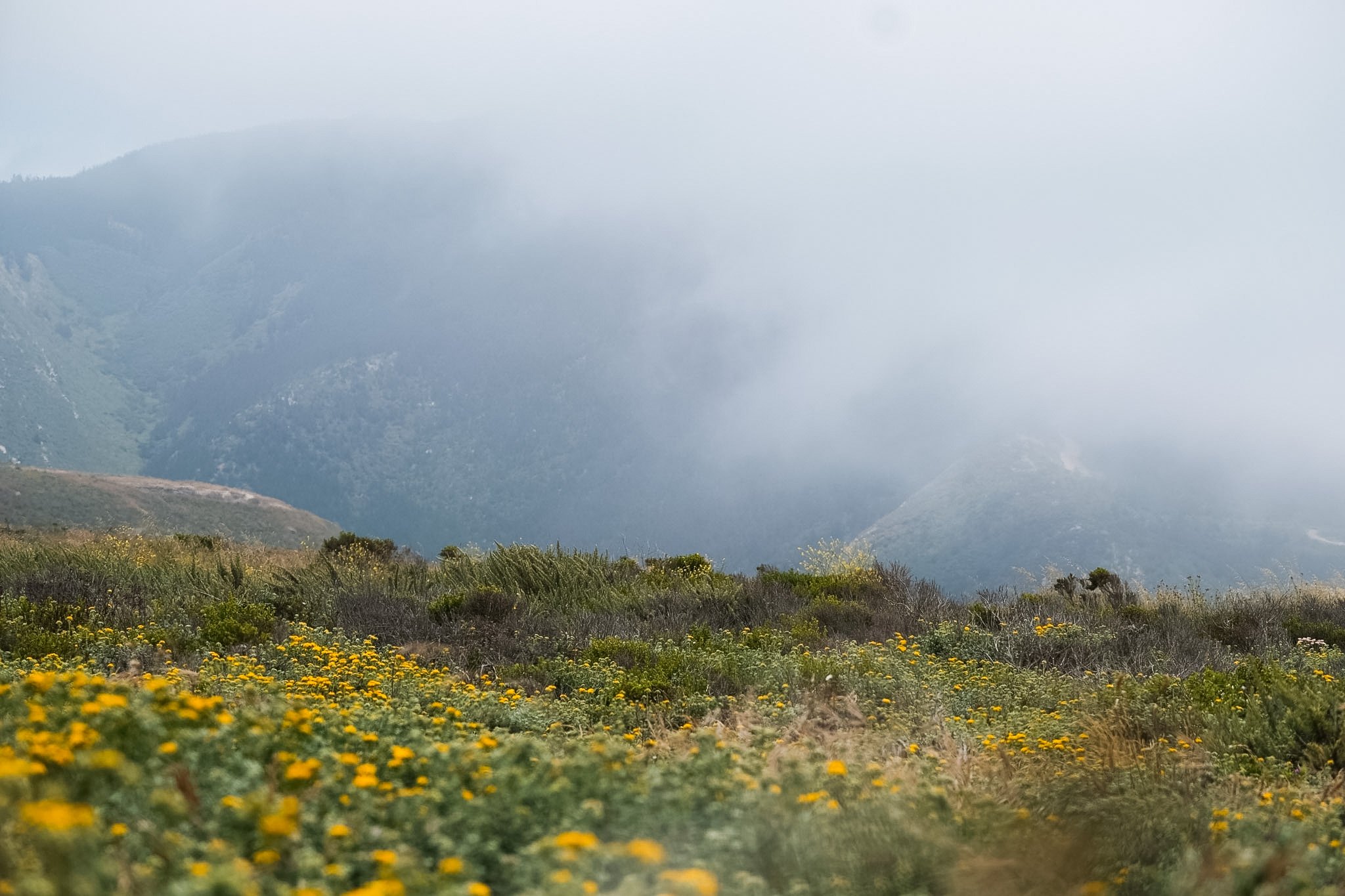 Mountain landscape with fog, green vegetation, and yellow wildflowers in the foreground.
