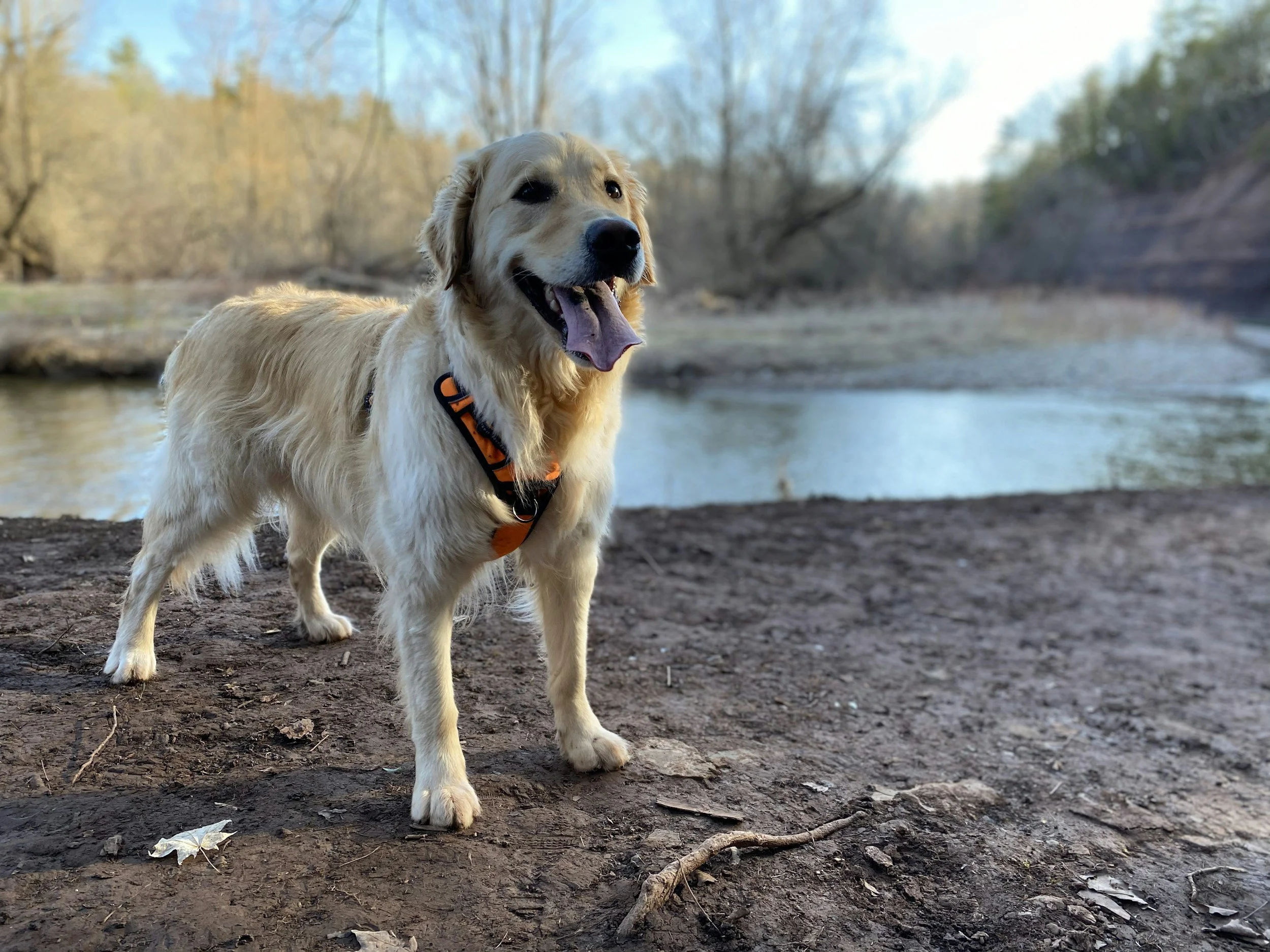dog hiking on oakville trails