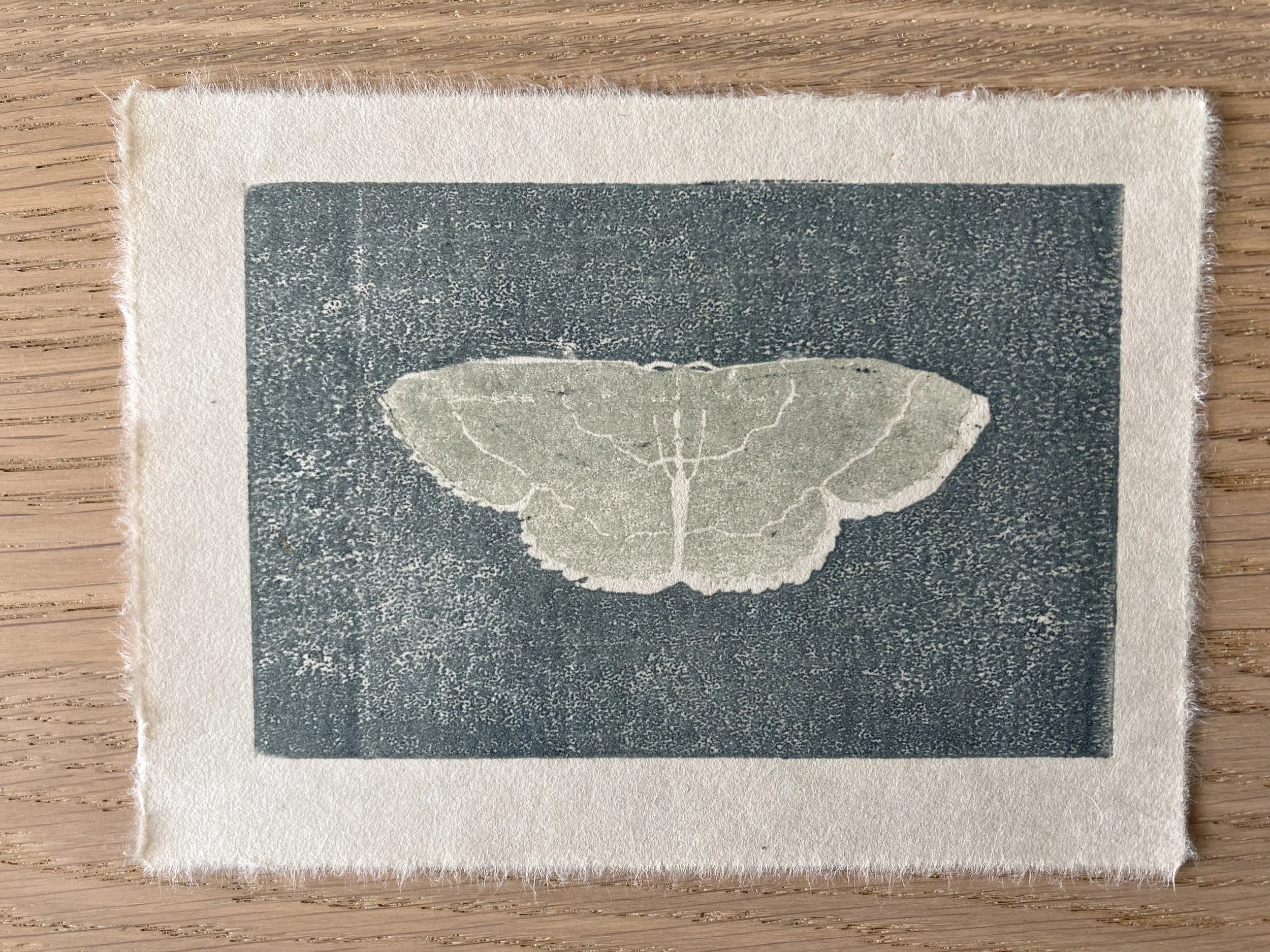 Woodcut of an emerald moth on a textured blue background.