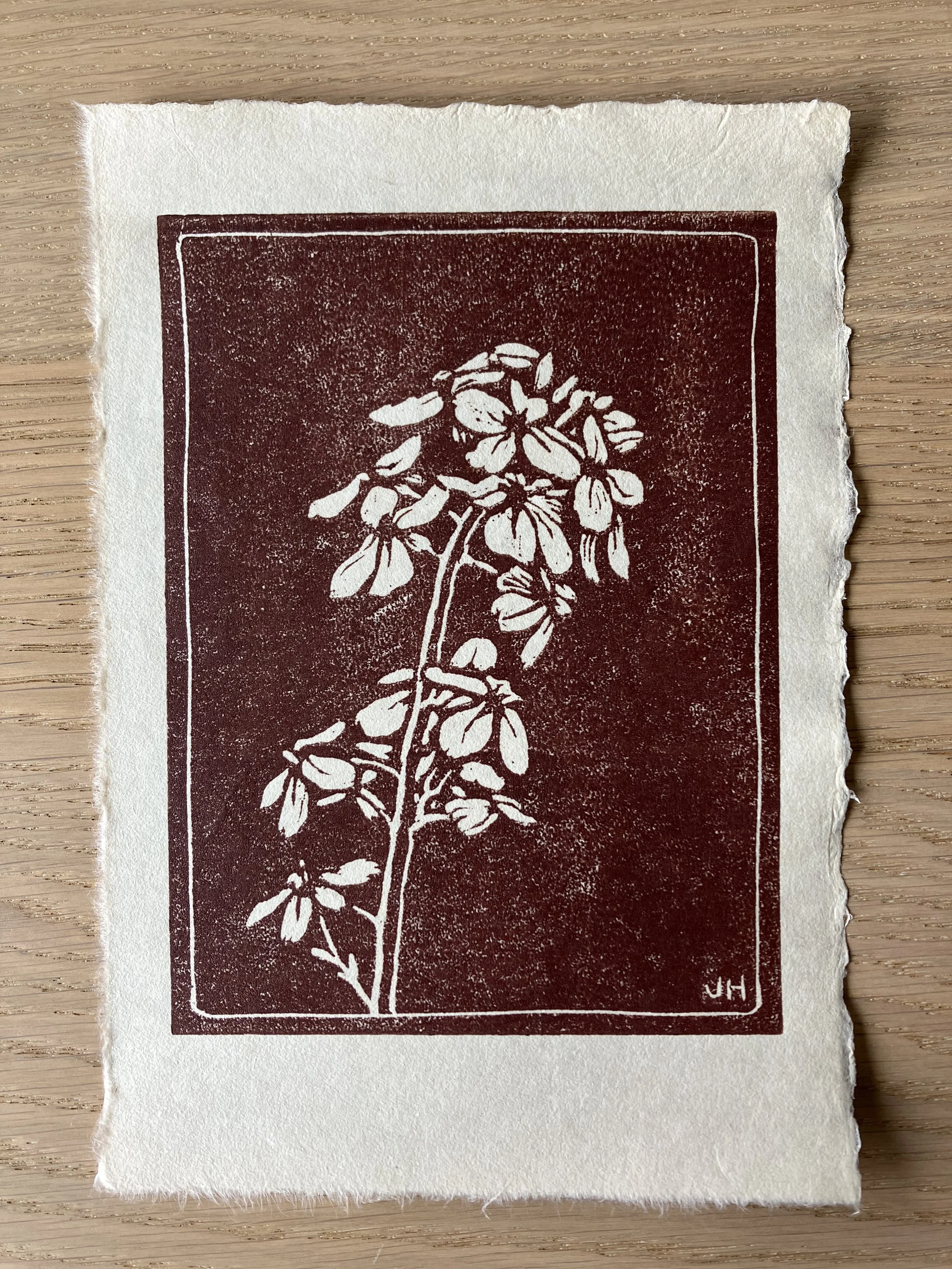 A woodcut depicting Dame's rocket flowers on a burgundy background.