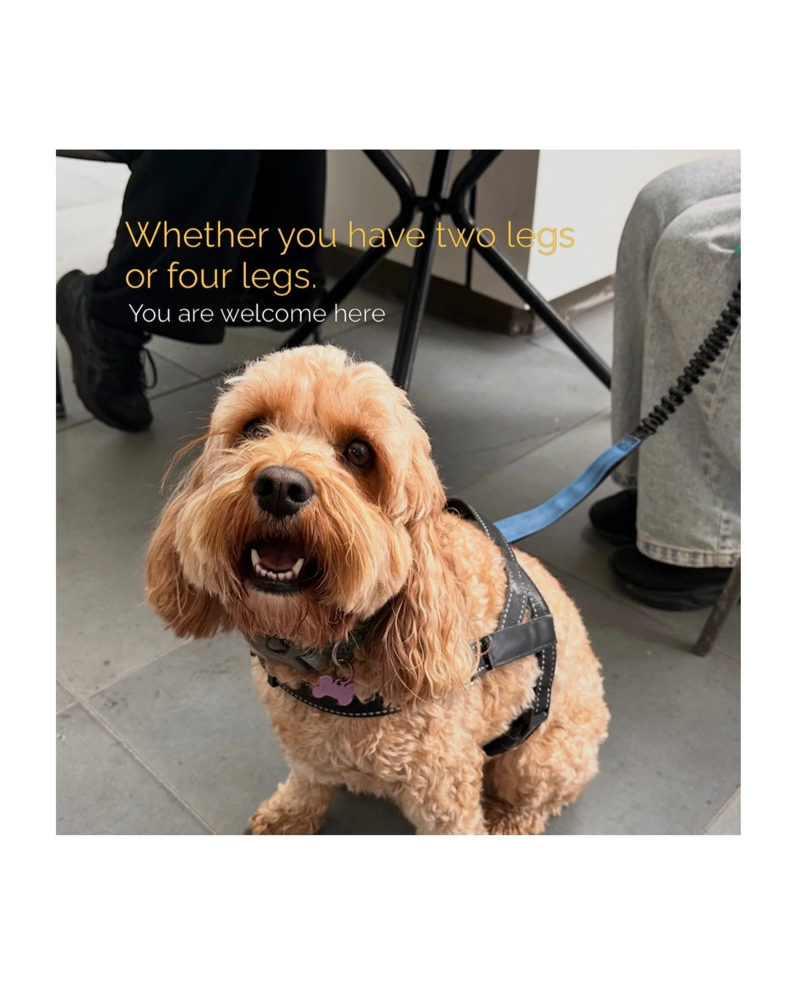We are doggy friendly😍

And Maisie agrees.

#aucklanddogs #dogsofinstagram #aucklandcafe #aucklandeatery #aucklandeats