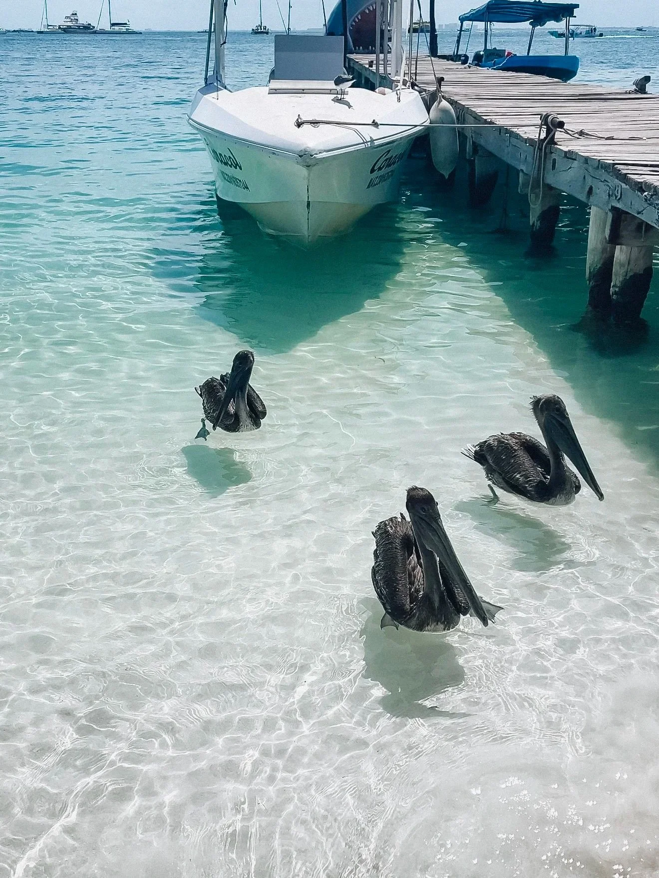 Black pelicans swimming in shallow, clear water near a wooden dock with boats tied to it, with boats and the open ocean in the background.