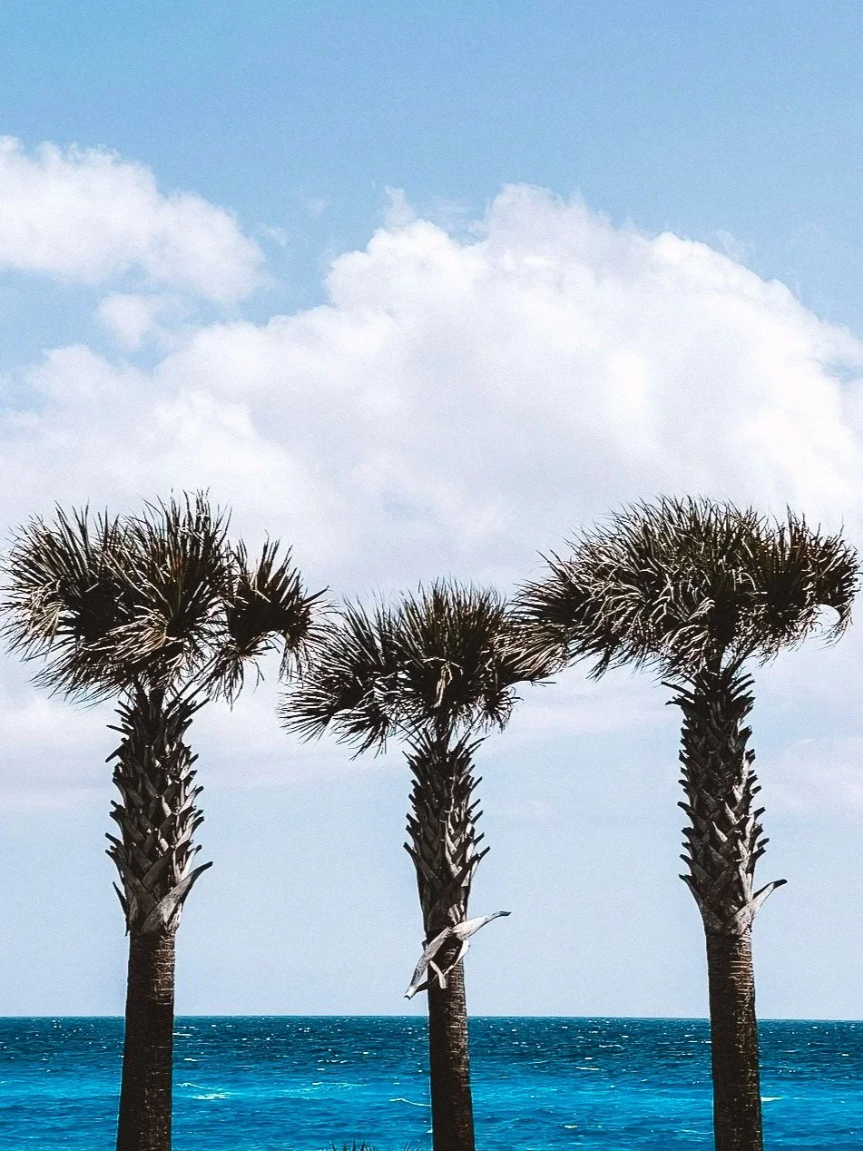 Three palm trees by the ocean with a cloudy sky overhead and a seagull perched on the middle tree.