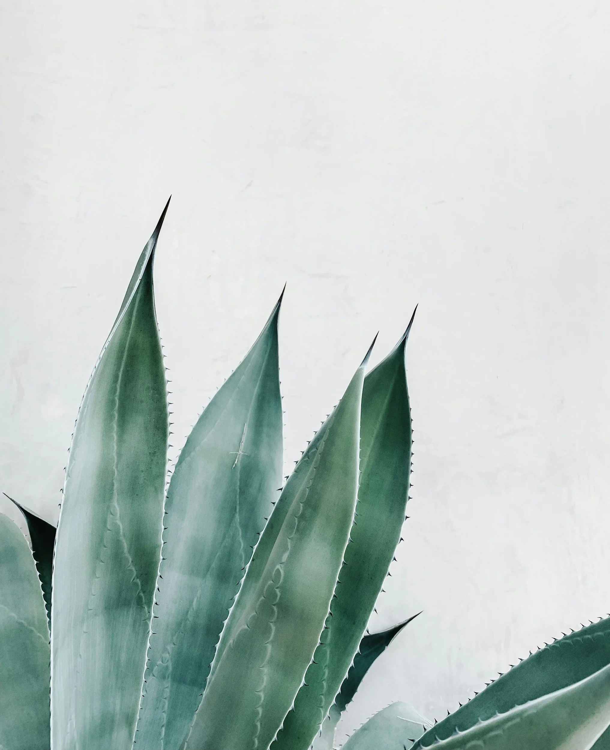 Close-up of the top of an agave plant with large, pointed, green leaves with serrated edges and spines, against a light background.