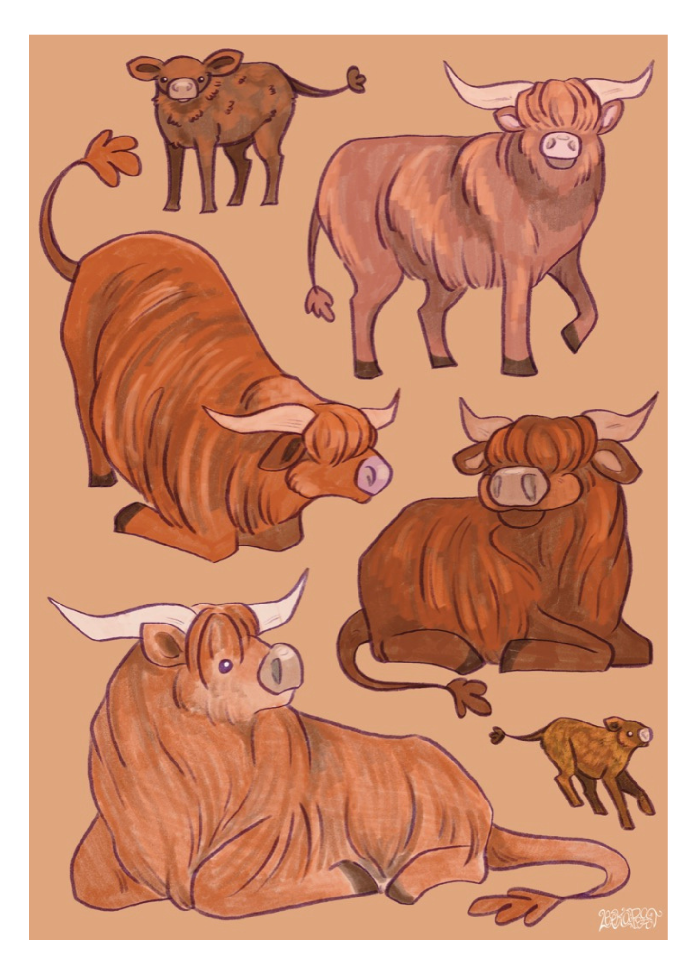 Highland Cows