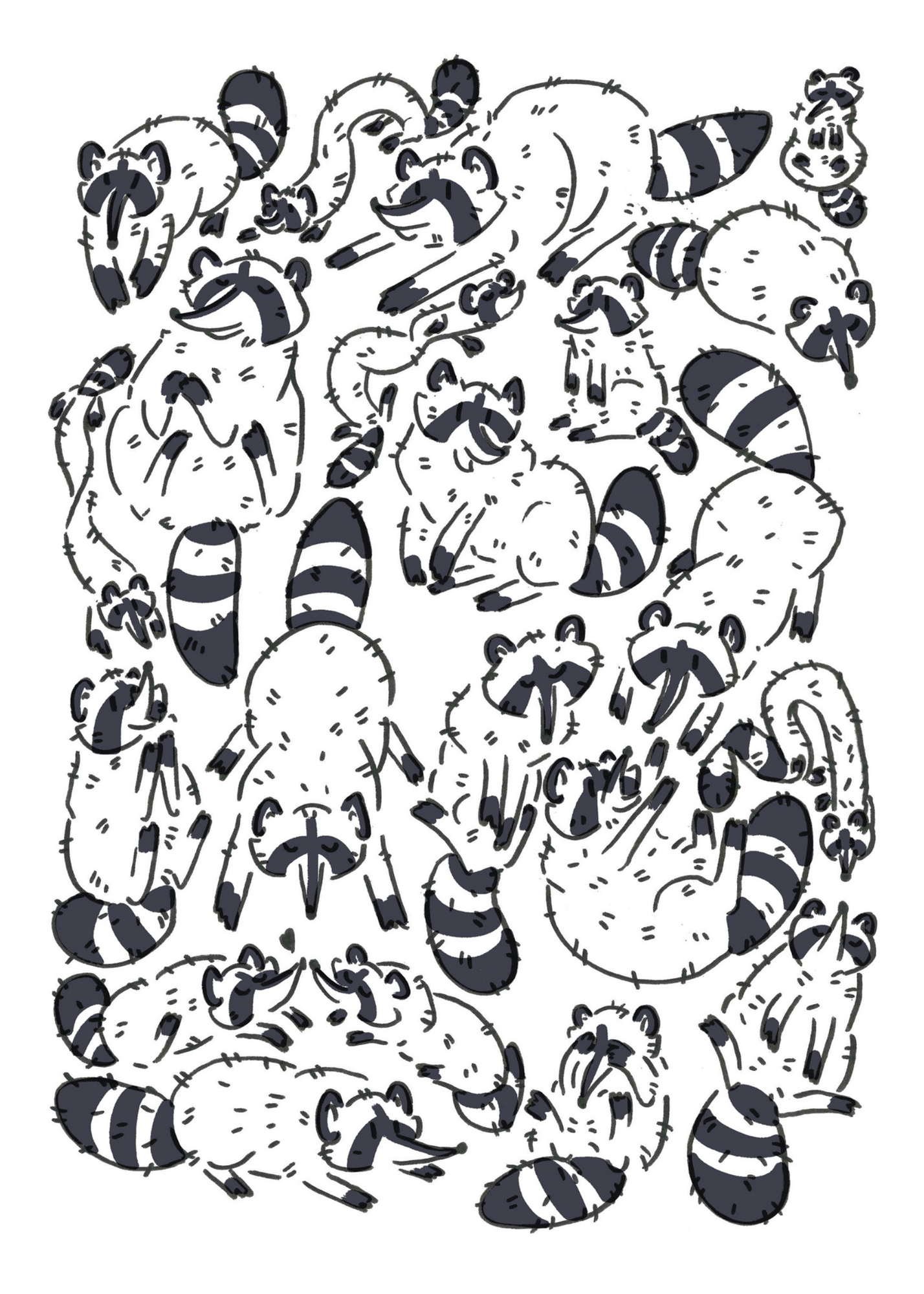 Rowdy Raccoons