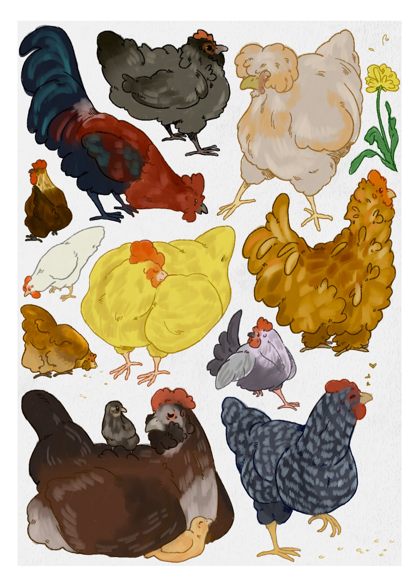 Chook Chook Chickens