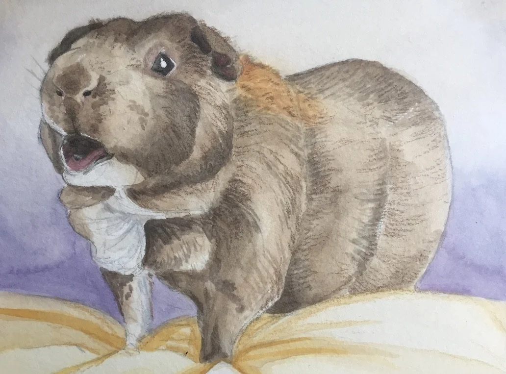Guinea Pig, Watercolor