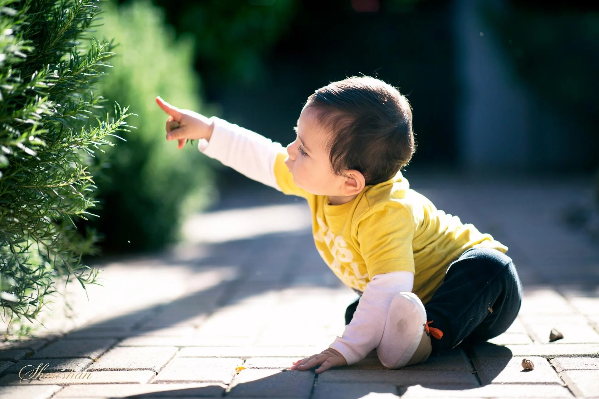 A young child crawling outside on a paved surface, reaching toward a green bush with sunlight illuminating the scene.