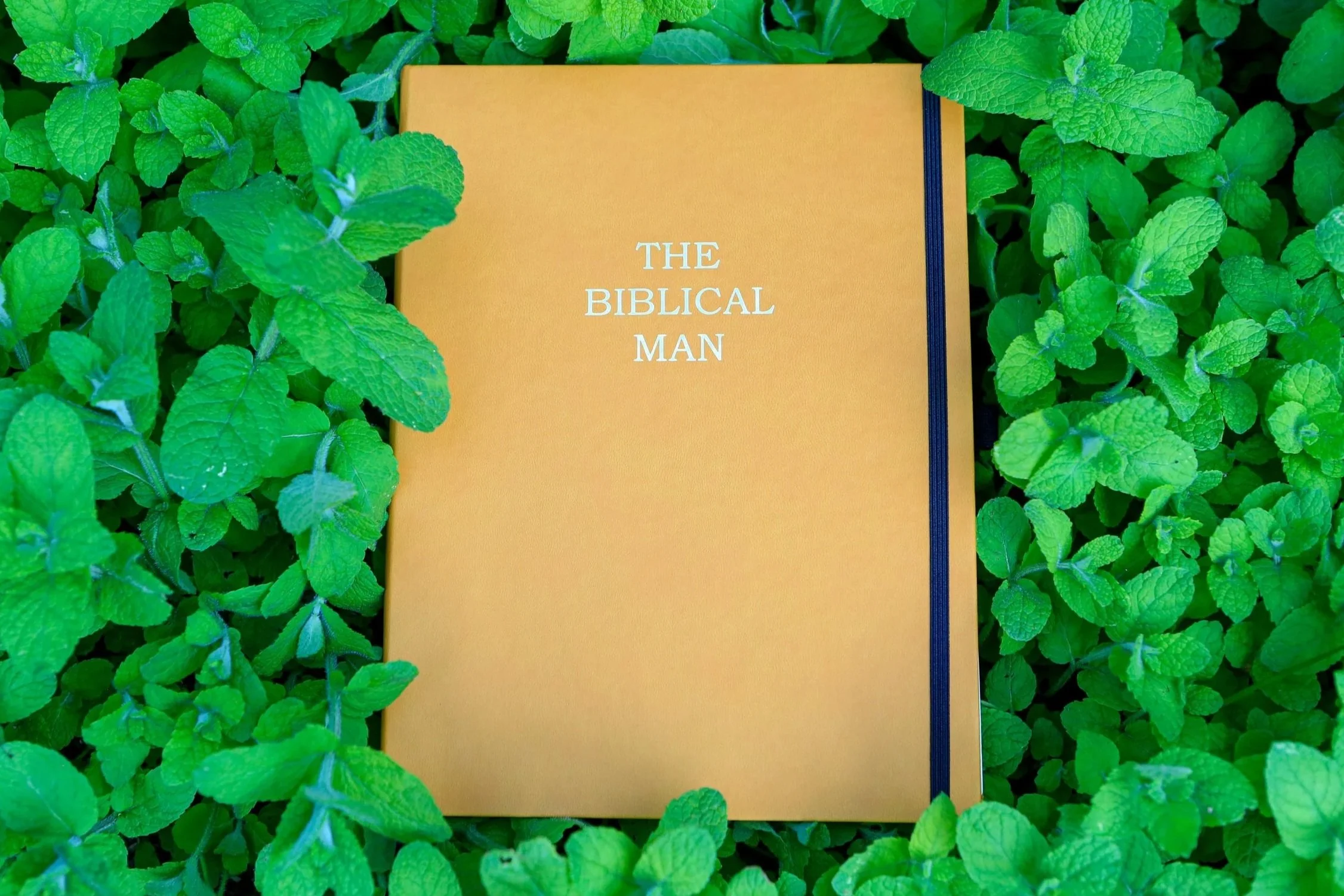 COVER+-+LOWRES-5.jpg