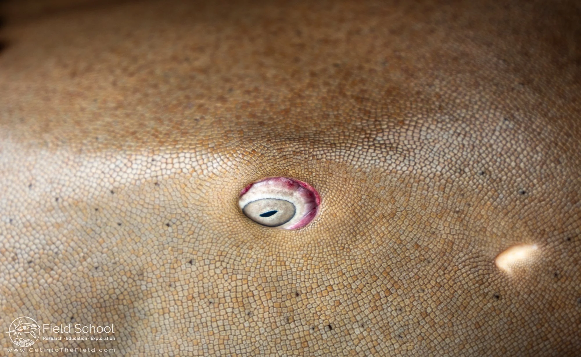 Close up of a nurse shark