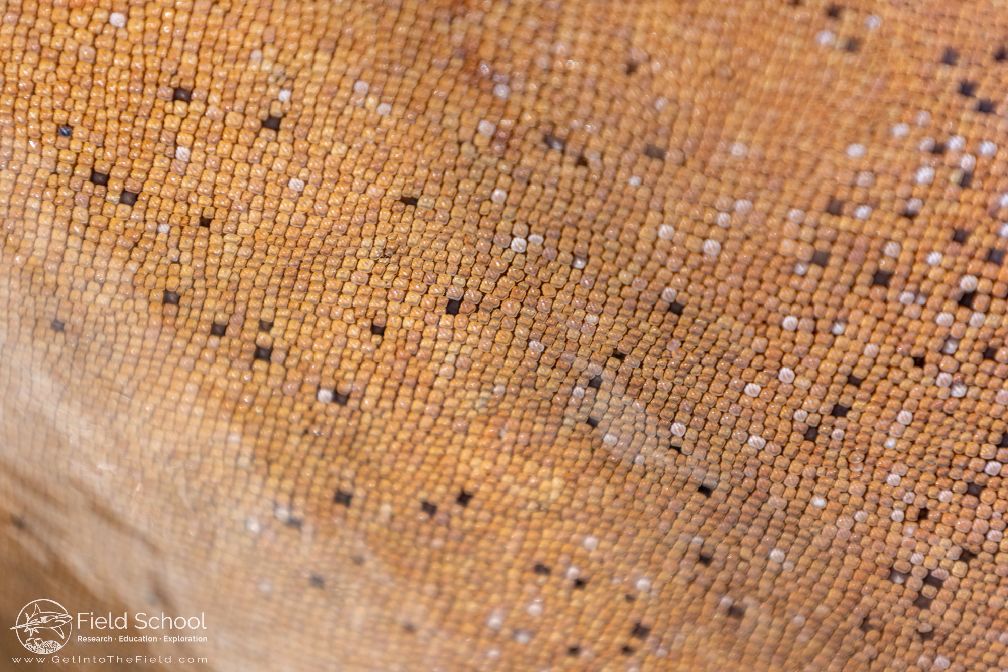 Dermal denticles on a nurse shark