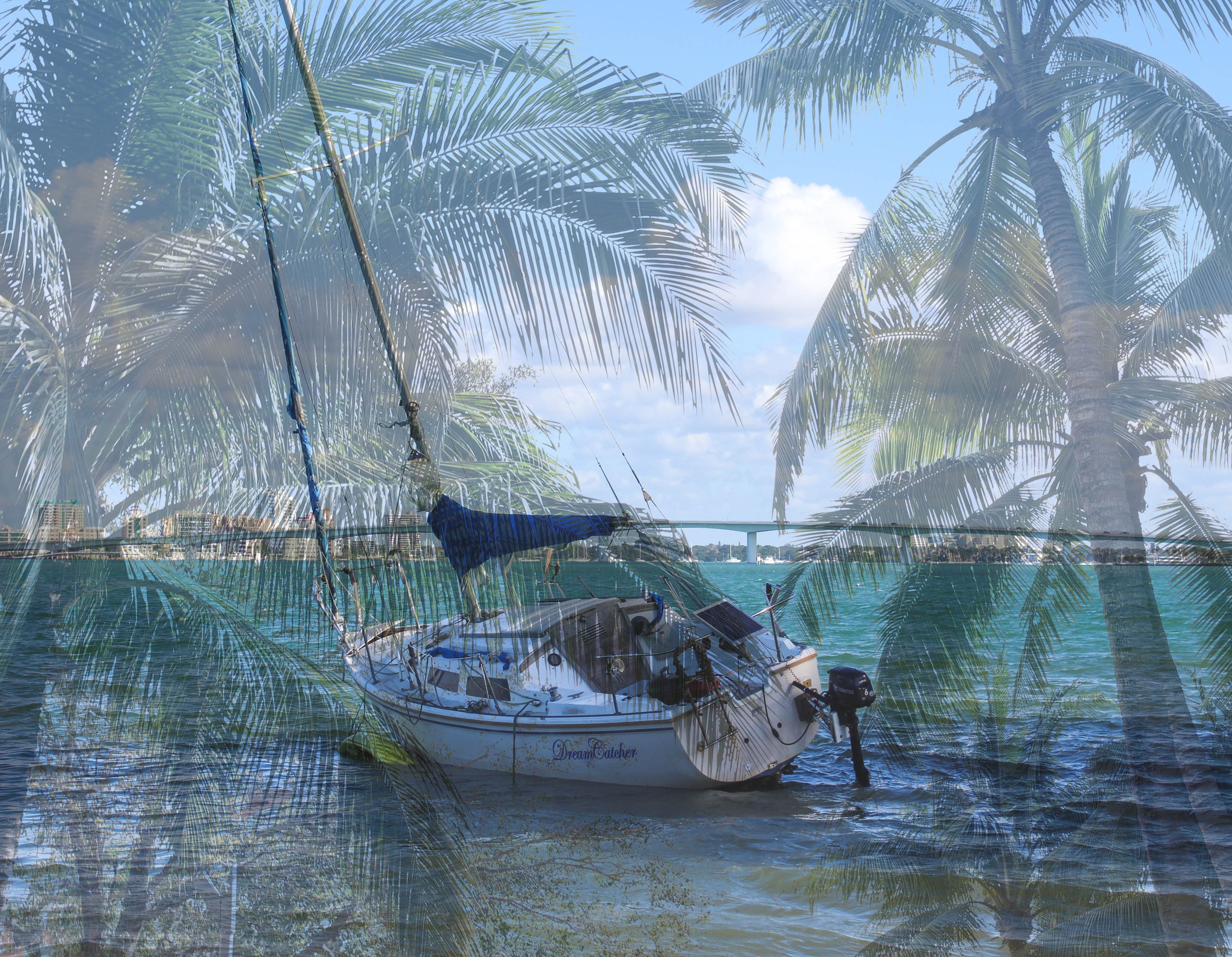 palms.jpg