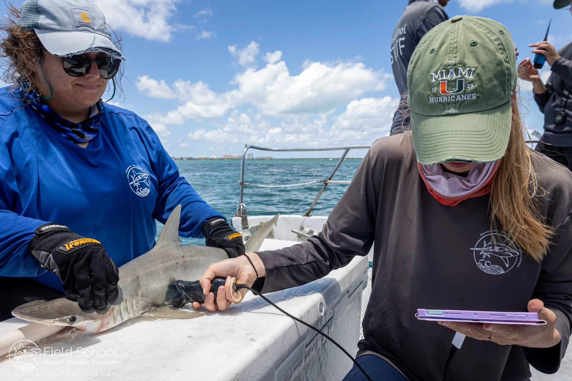 Christine Martin holding a bonnethead steady while Katie Miller performs an ultrasound