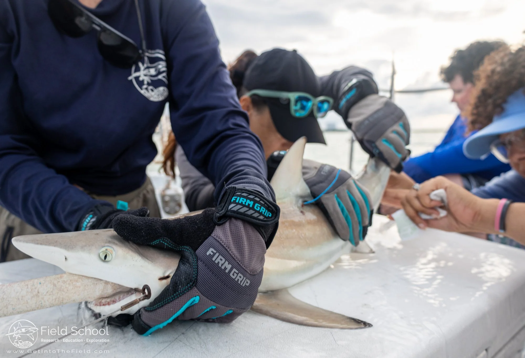 Blacktip shark receiving clocal swabs