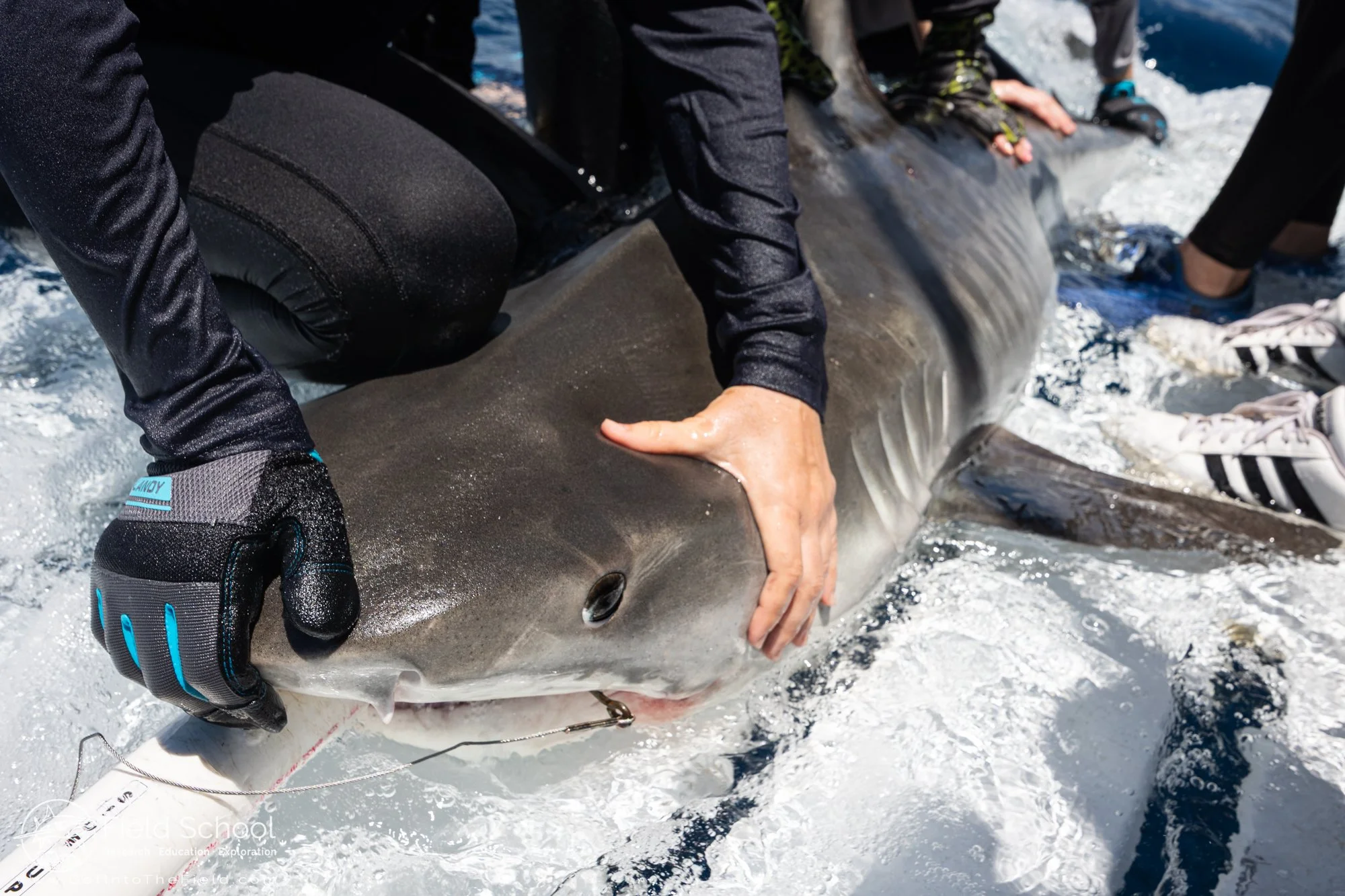Tiger shark being prepared for a workup