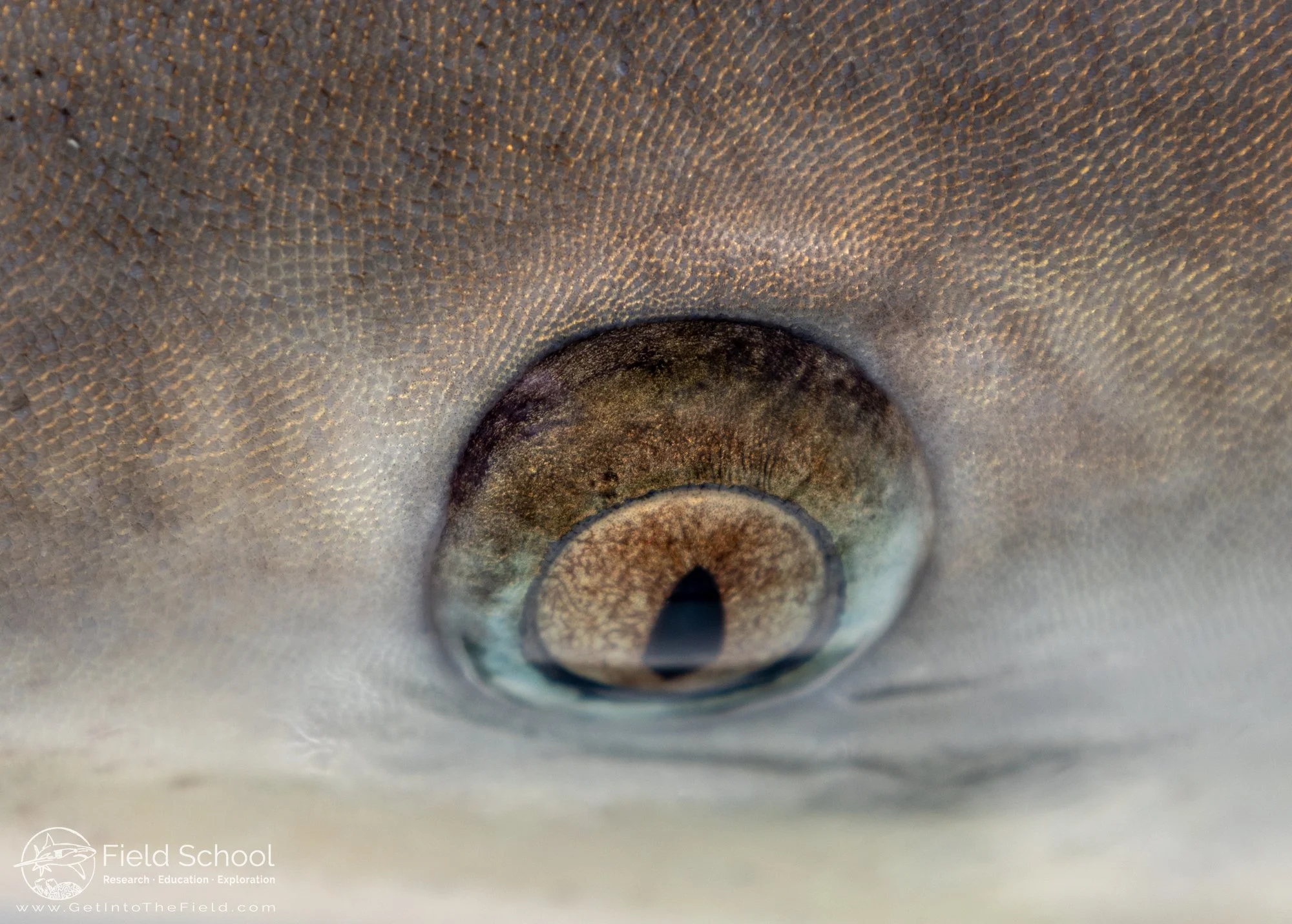 Close up shot of a bull shark eye