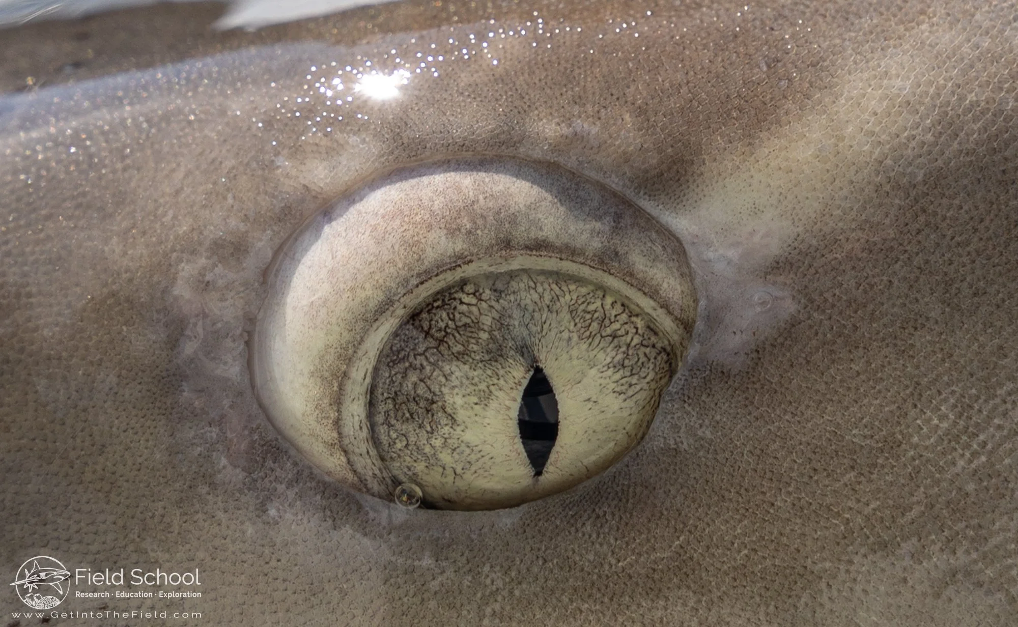 Close up shot of a lemon shark eye 
