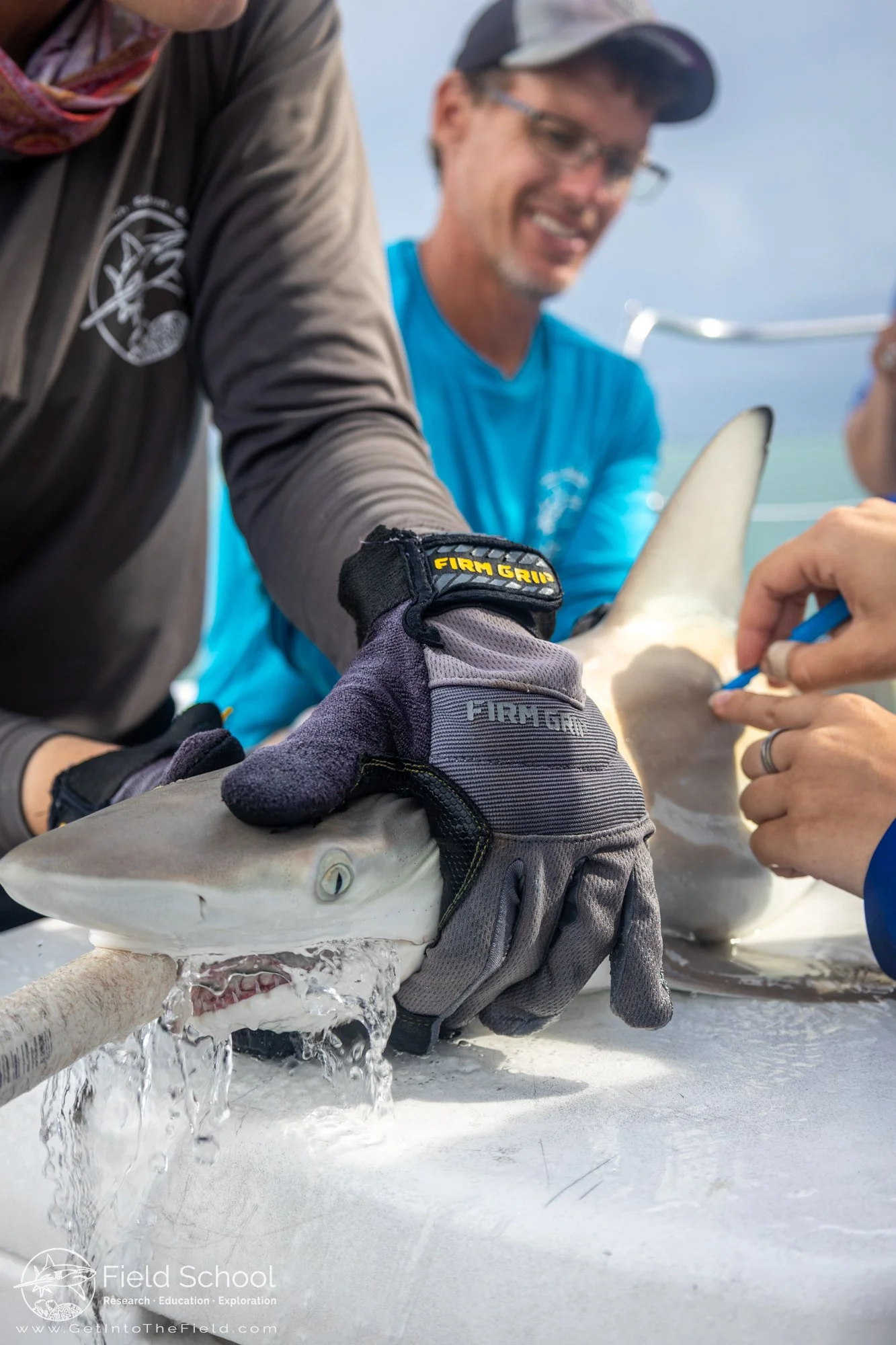Blacktip shark receiving a muscle biopsy