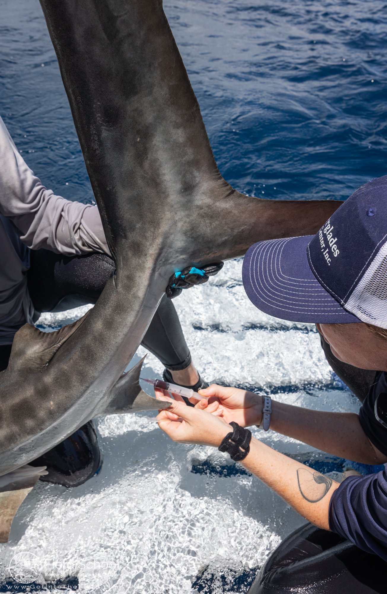 Dr. Julia Wester performing a blood draw on a tiger shark