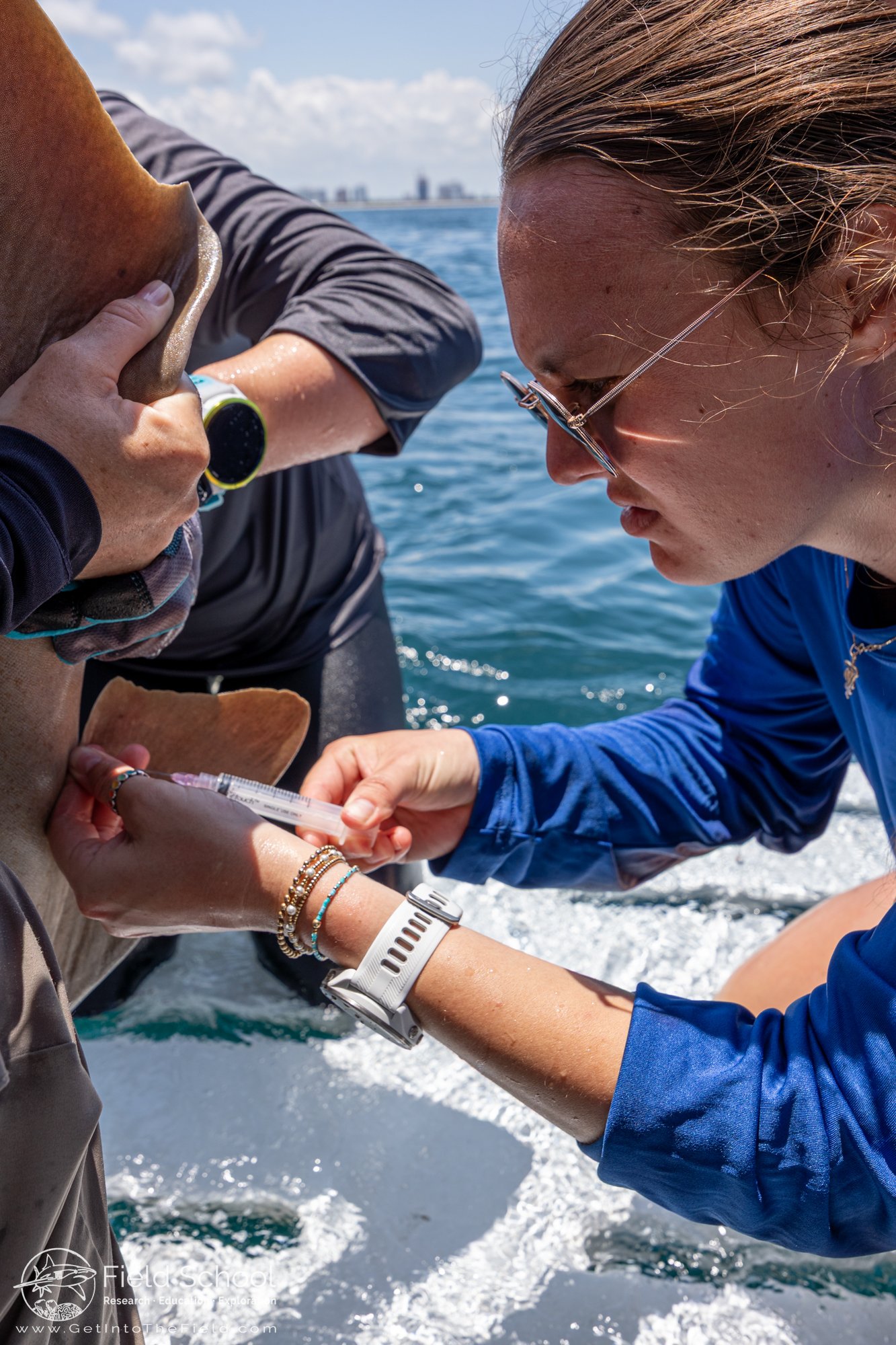 A participant performing a blood draw on a nurse shark
