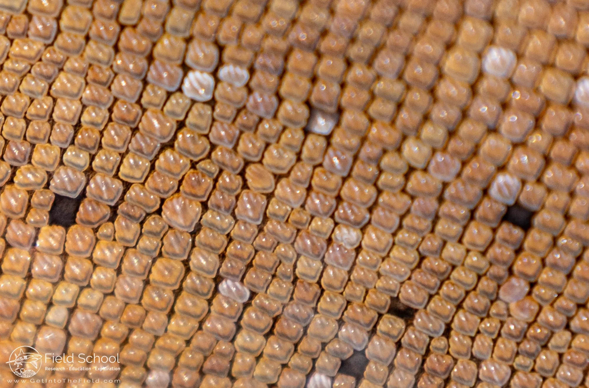 Dermal denticles on a nurse shark