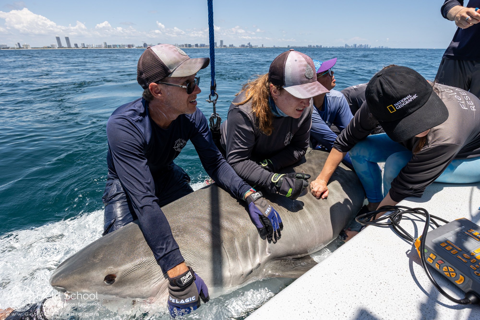 Christian Pankow, Emily Yeager, Maggie Hunt, and Karizma Acosta holding a tiger shark steady while Julia Saltzman performs an ultrasound