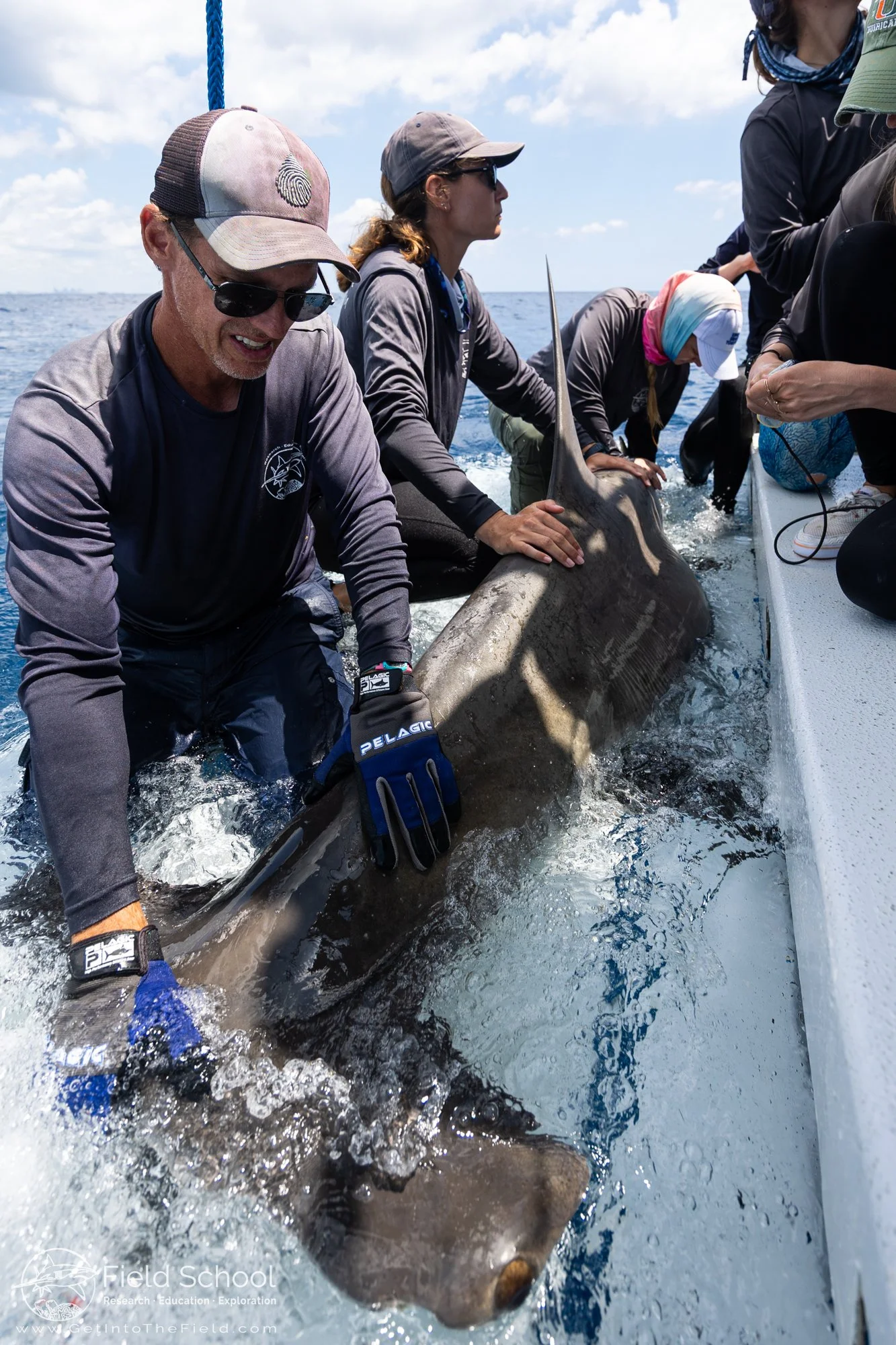 Christian Pankow stabilizing a great hammerhead for an ultrasound