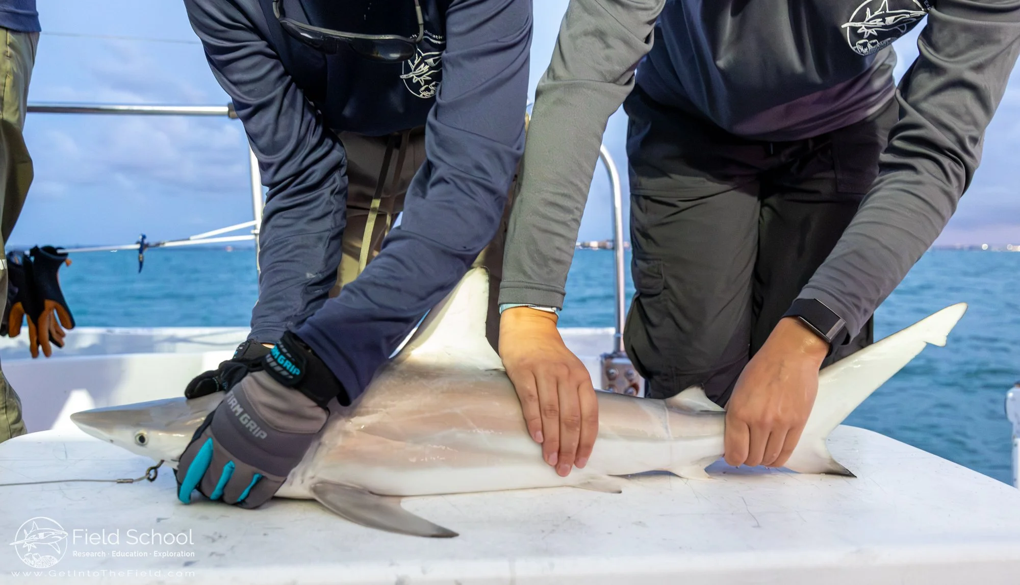 Blacktip shark getting prepared for a workup