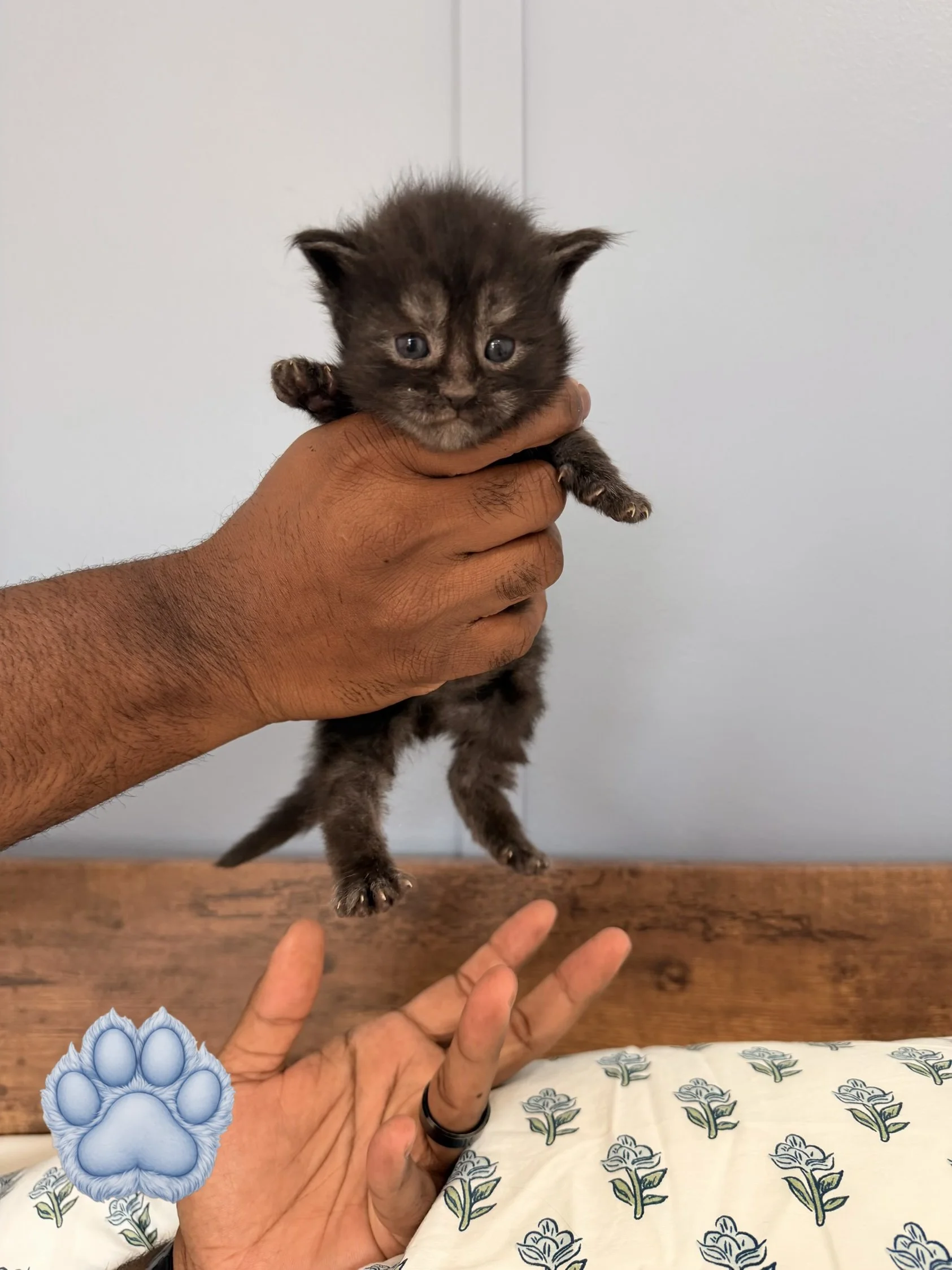 A small tabby kitten with grey and black fur is being held up by a person's hand. The kitten has blue eyes and looks directly at the camera. The person's hand is positioned under the kitten's chest, and they have a darker skin tone. There is a wooden