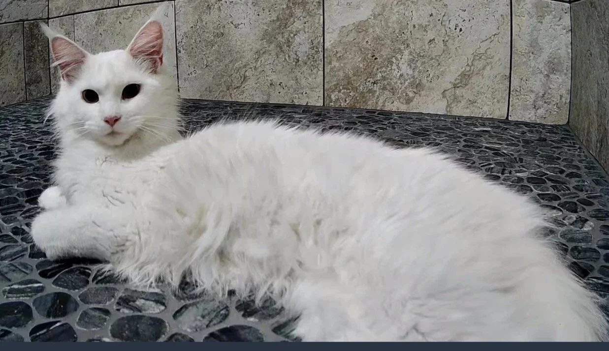 Opal Rae, White solid masking blue, with green eyes. Majestic. Perfect. Breed standard. Maine Coon.