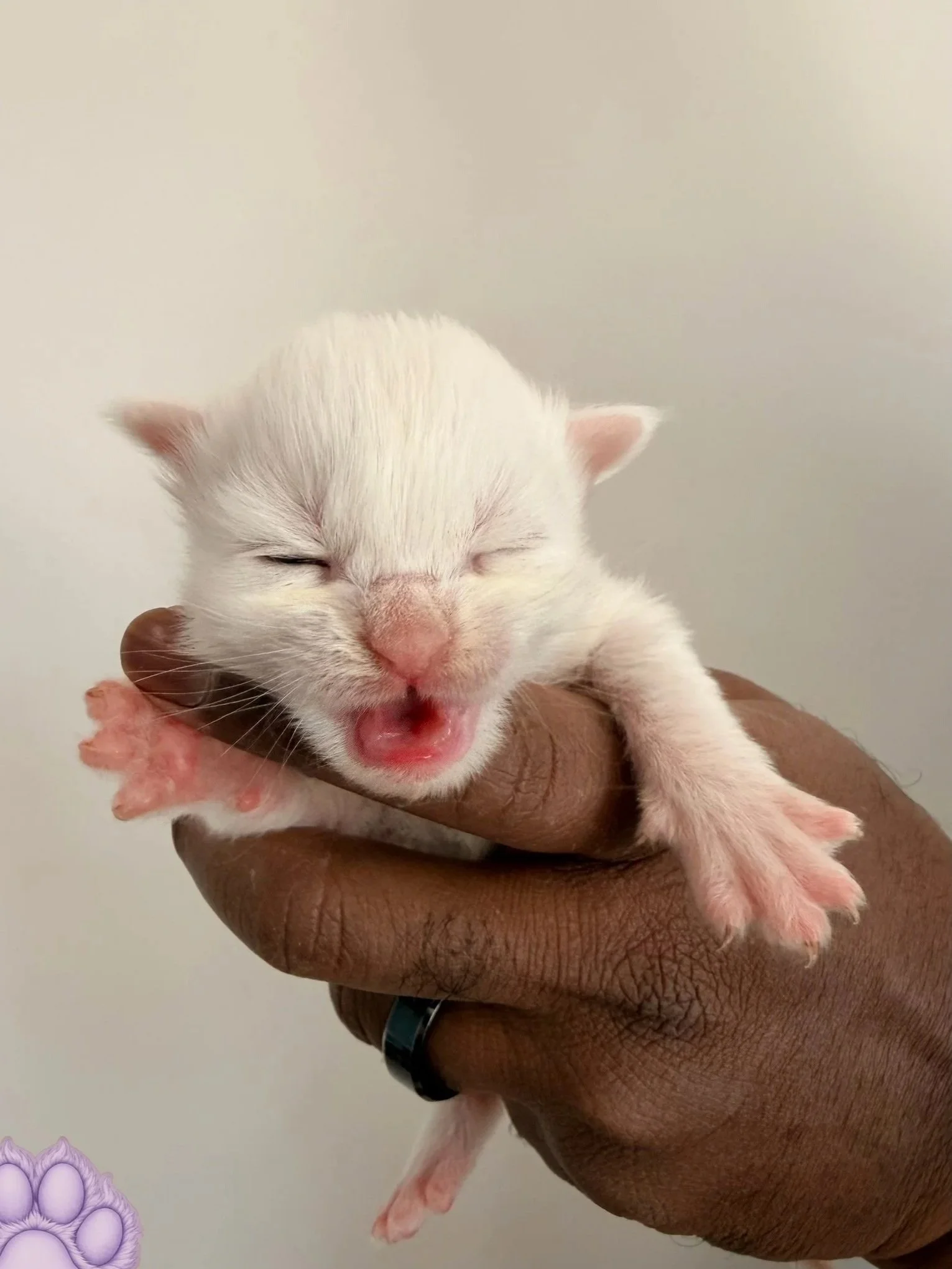 Boulder, white kitten with blue eyes.
