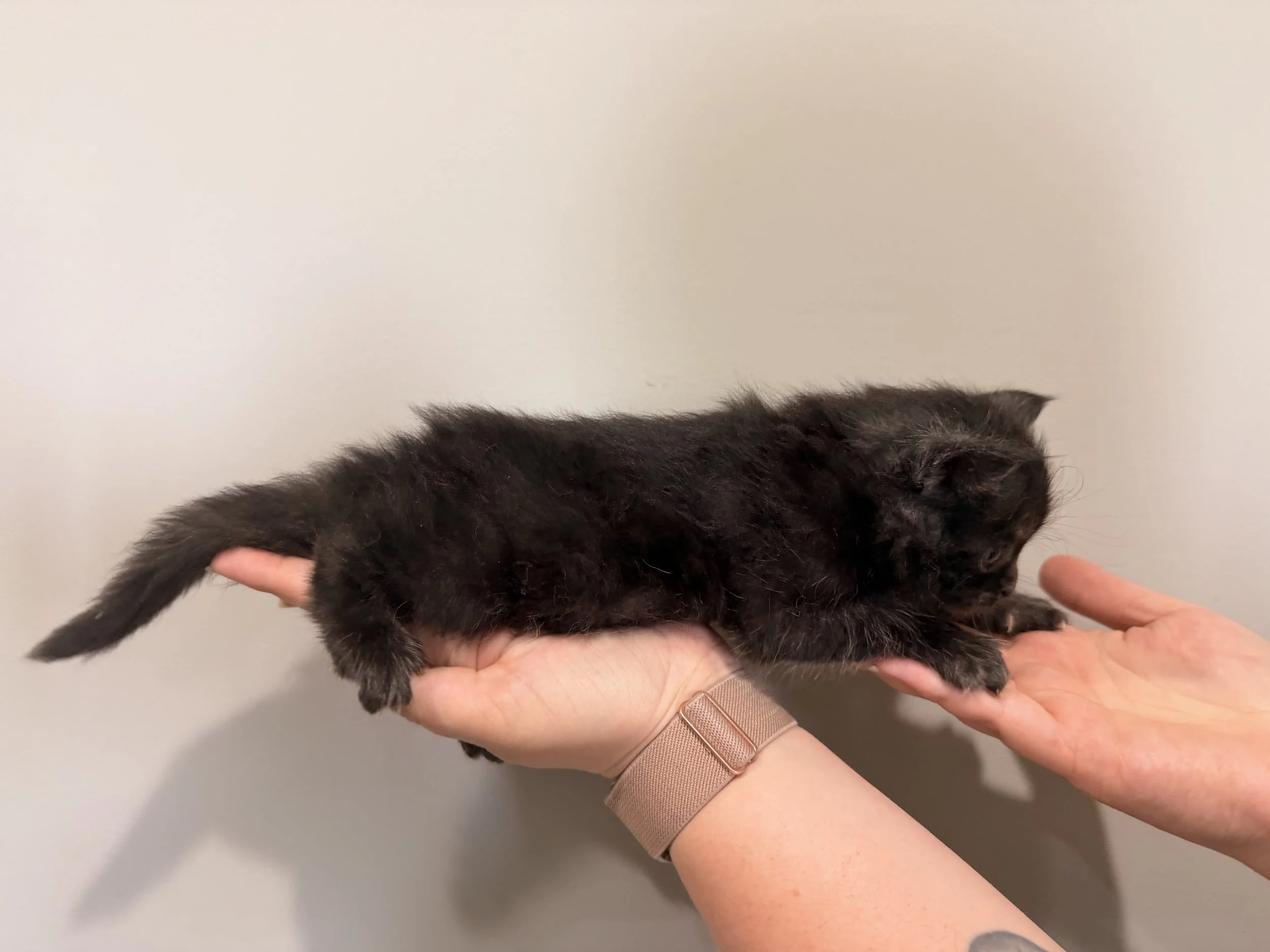 Person holding a black kitten against a plain beige wall background.