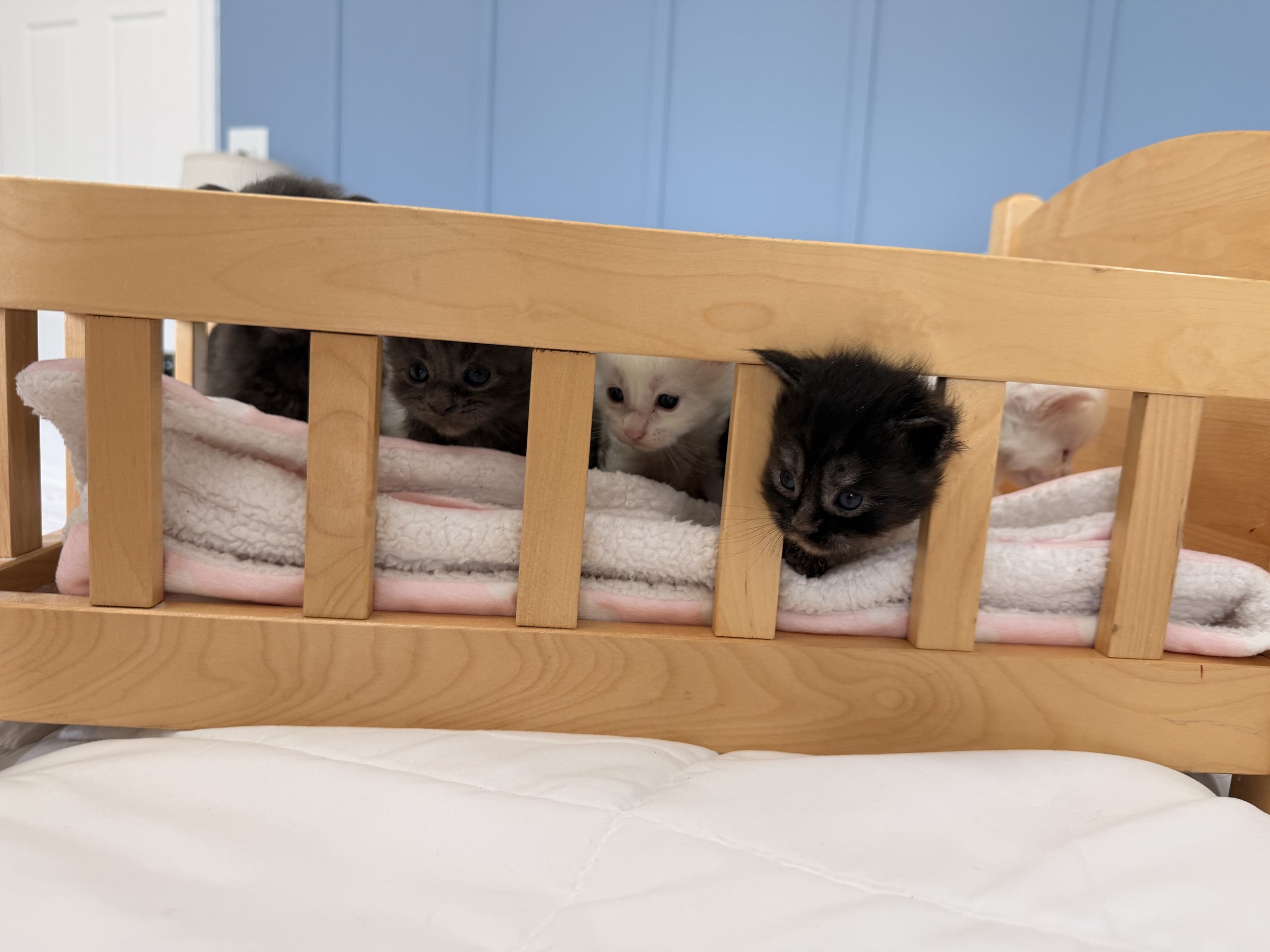 Three kittens inside a wooden crib, one black with some white, one white with some grey, and one black and gray, resting on a pink blanket.