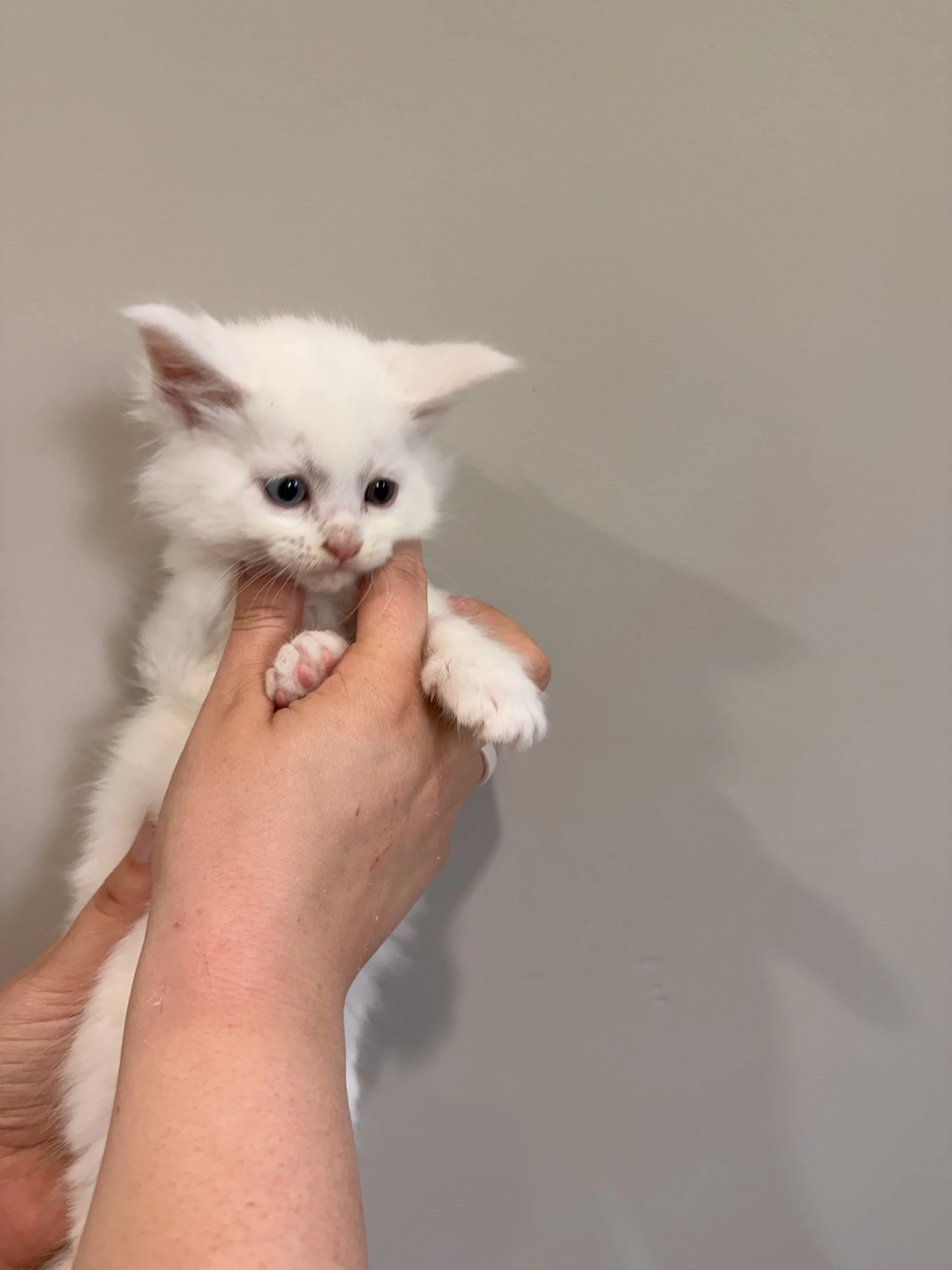 A person holding a small white kitten with blue eyes against a plain light gray background.