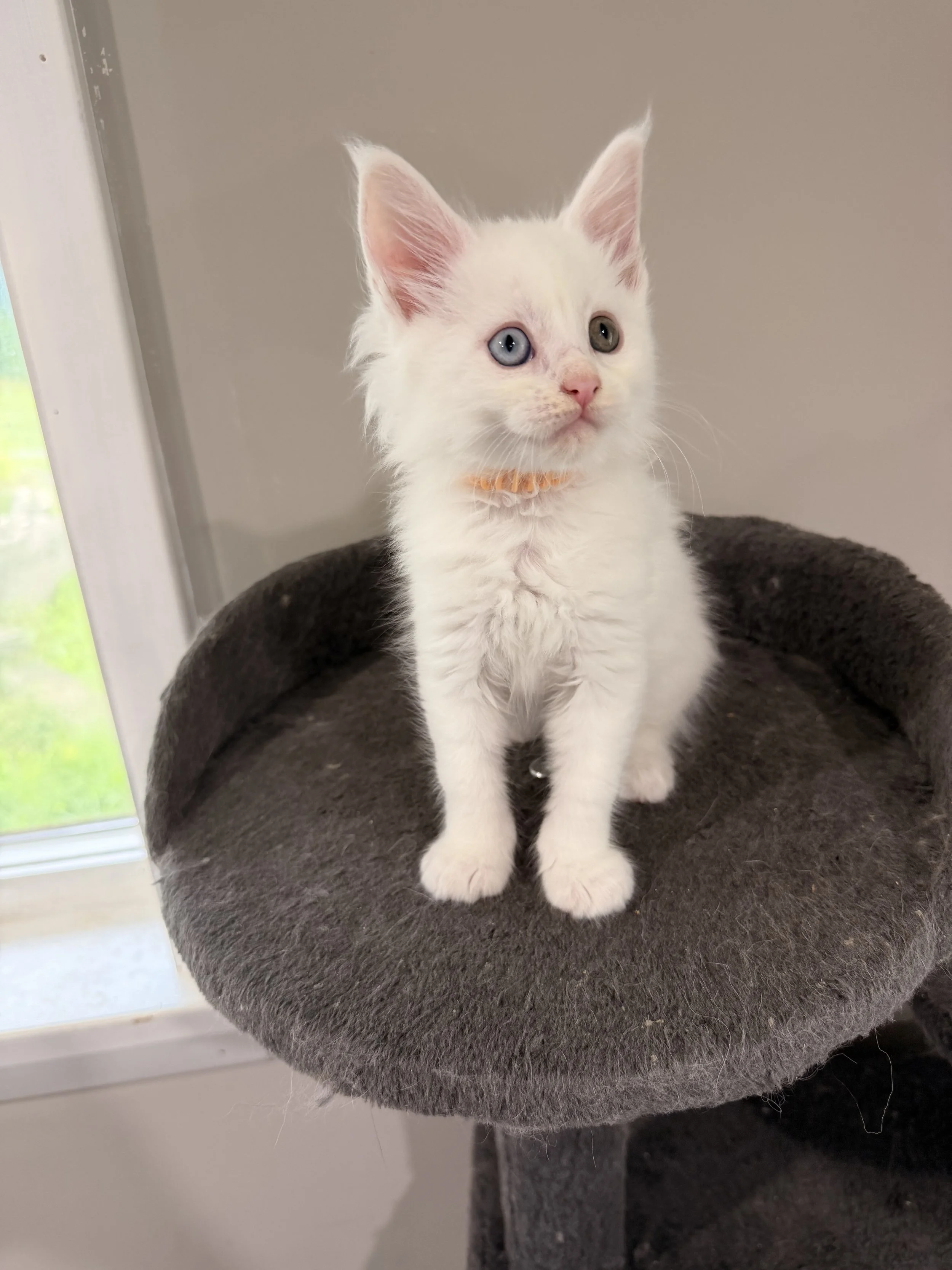 A white kitten with heterochromatic eyes, one blue and one yellow, sitting on a gray cat tree near a window.