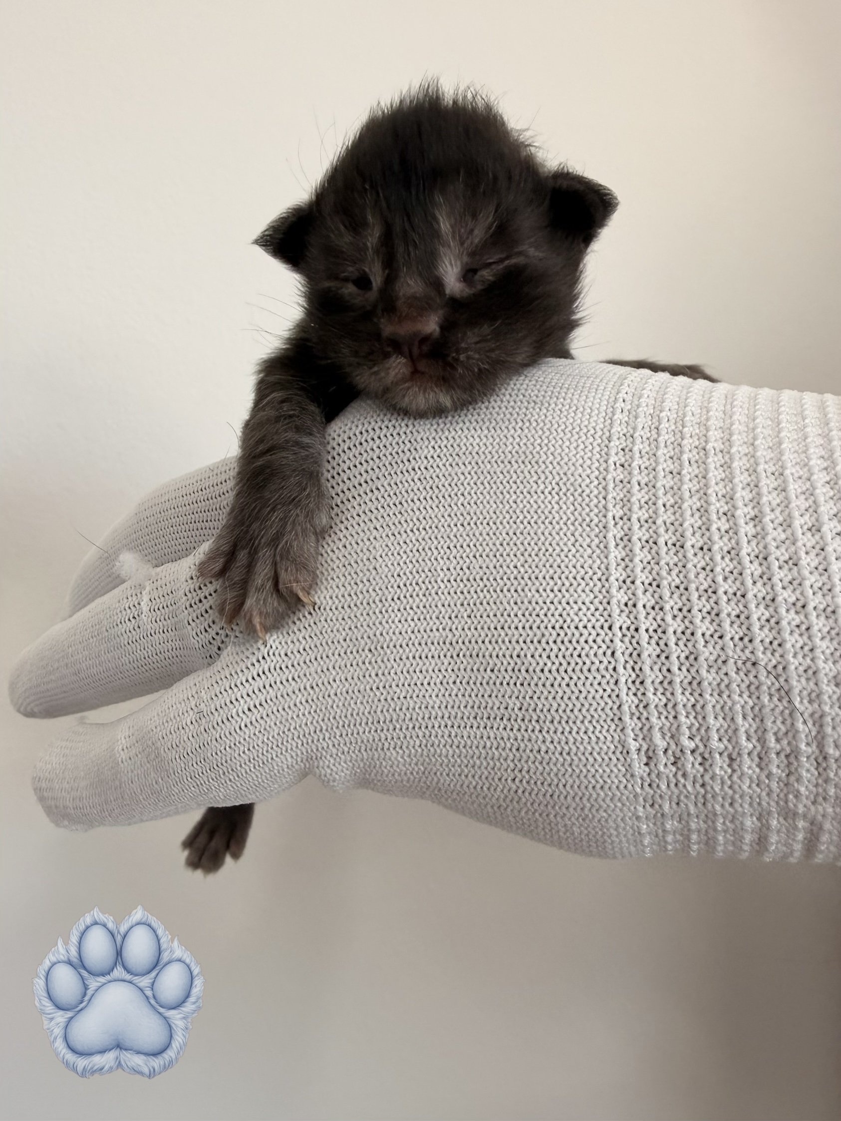 A tiny black and gray kitten with closed eyes, resting on a person's hand wearing a white knit glove. A blue paw print sticker is visible on the bottom left corner of the image.