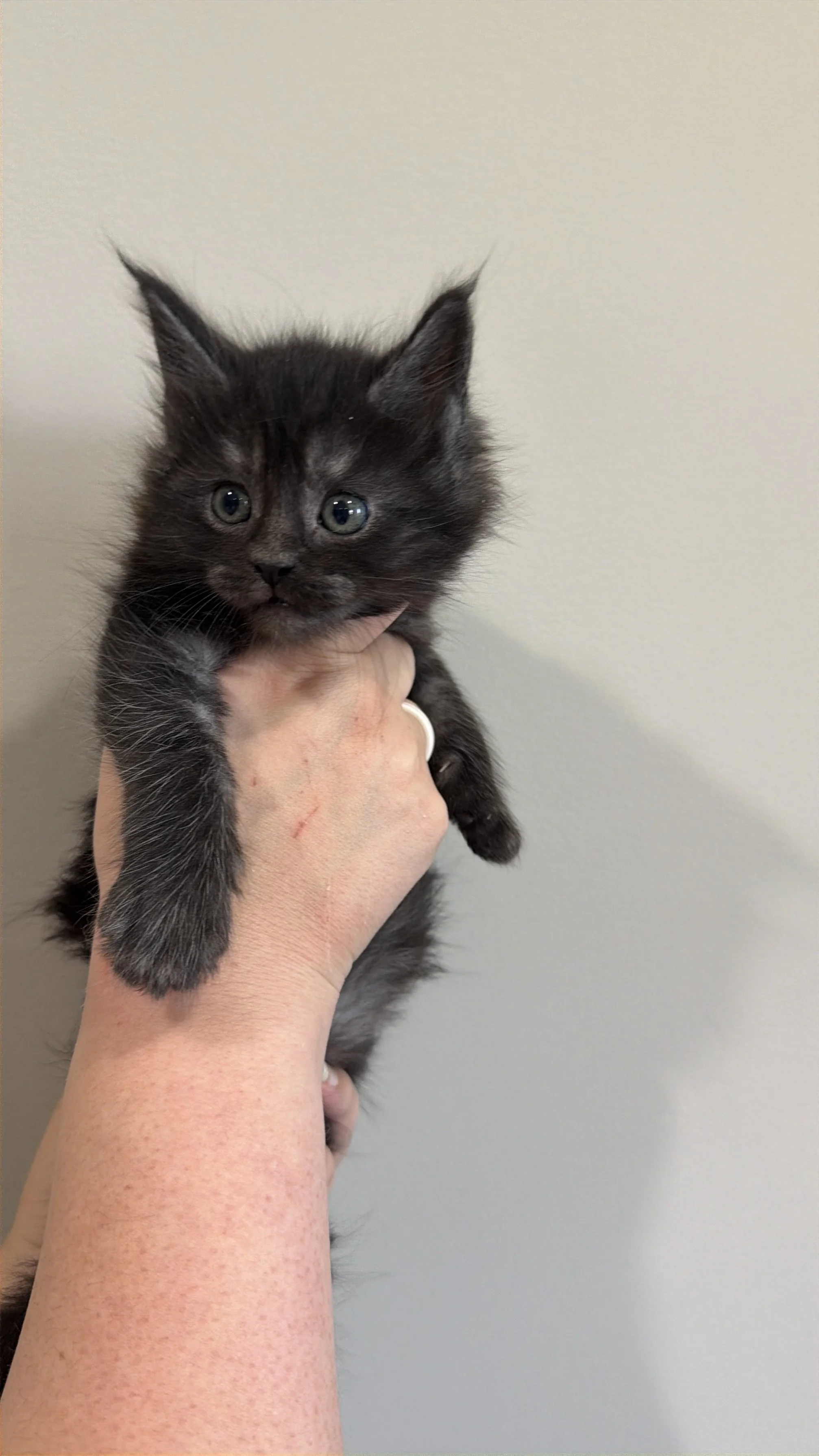 A person holding a small black kitten with green eyes against a plain white wall.