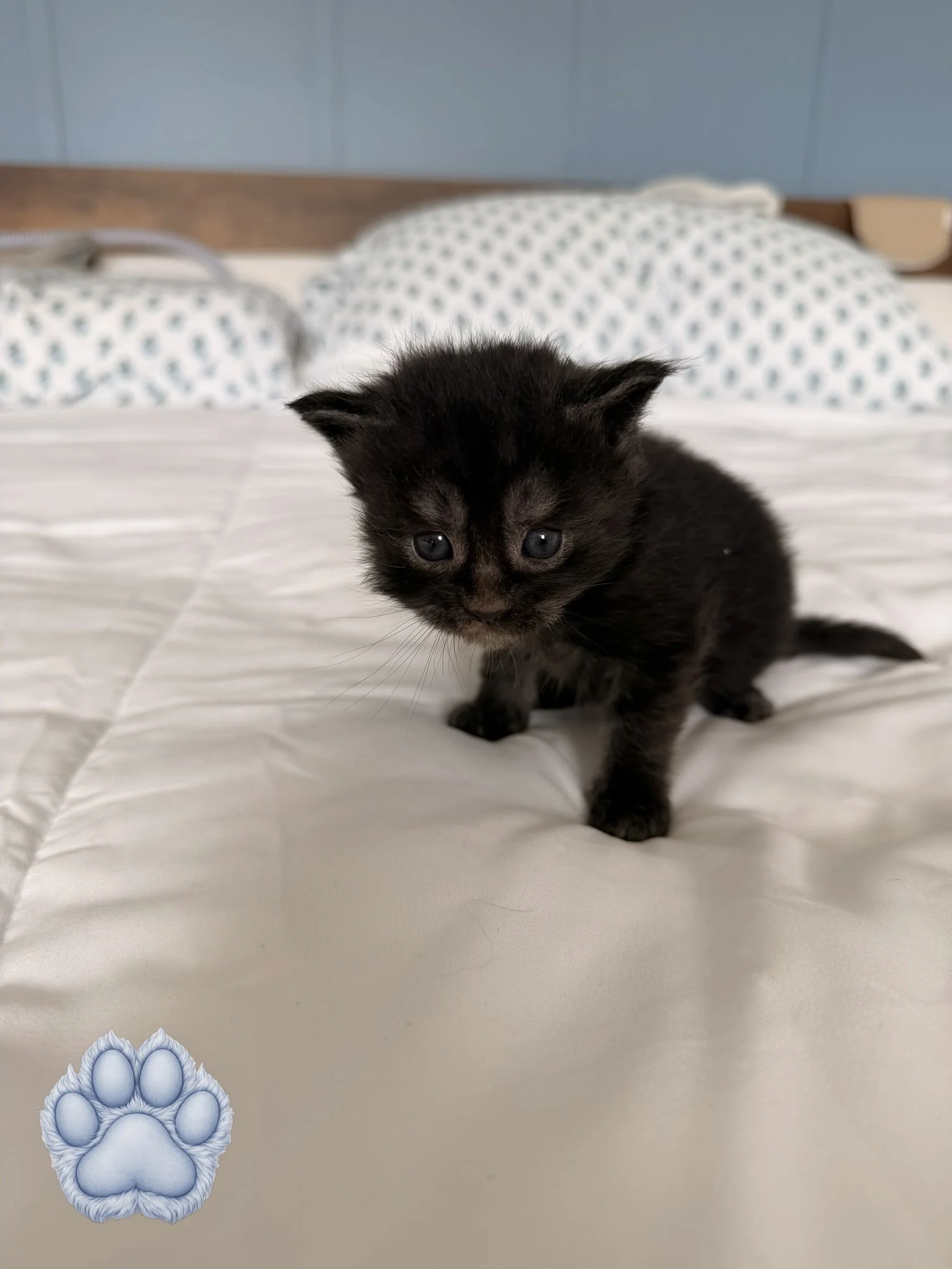 A small black kitten with blue eyes standing on a white surface, with a blurred bed and pillows in the background.