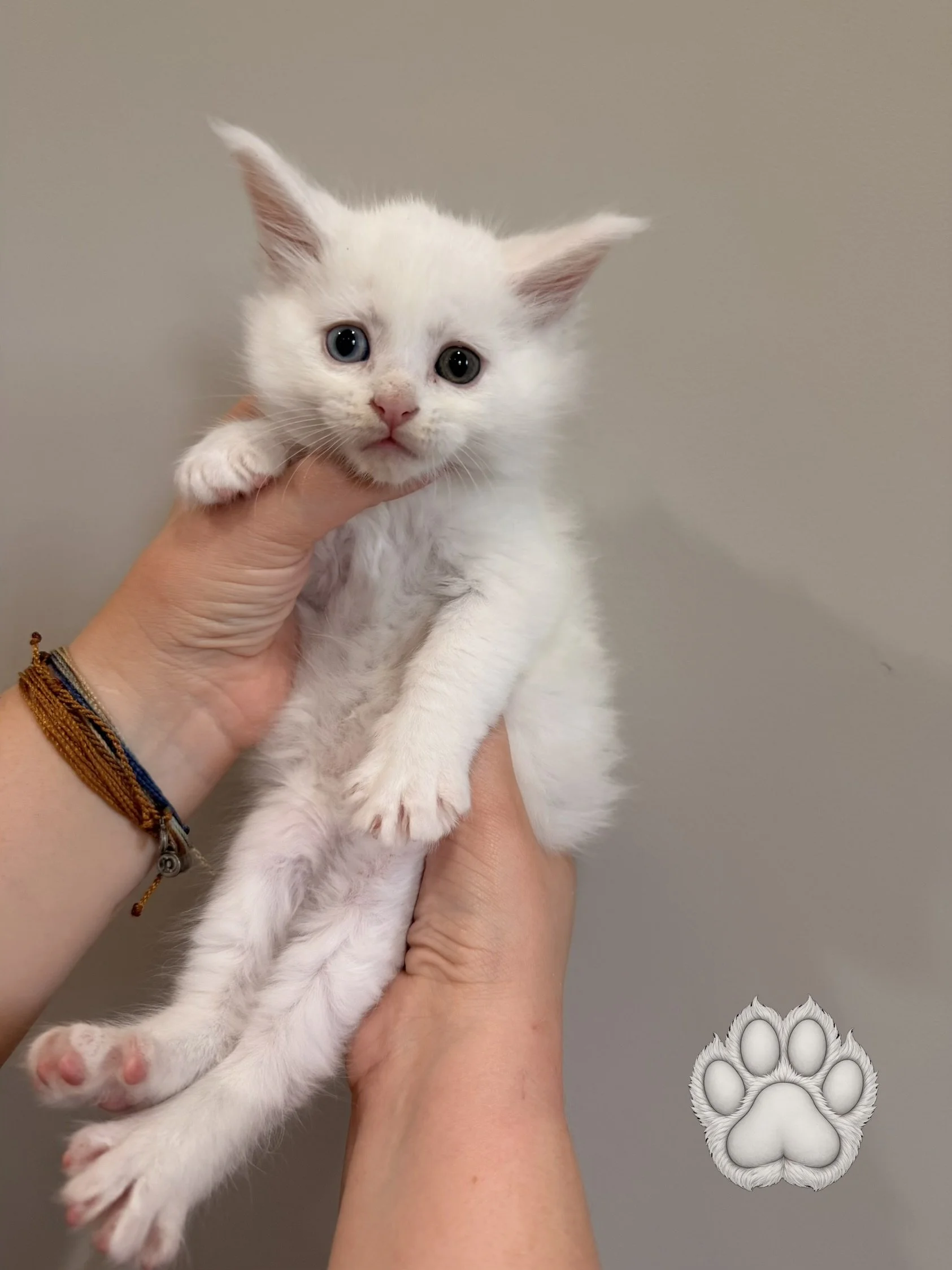 White kitten with heterochromatic eyes being gently held by a person's hand, with a paw print graphic in the lower right corner.