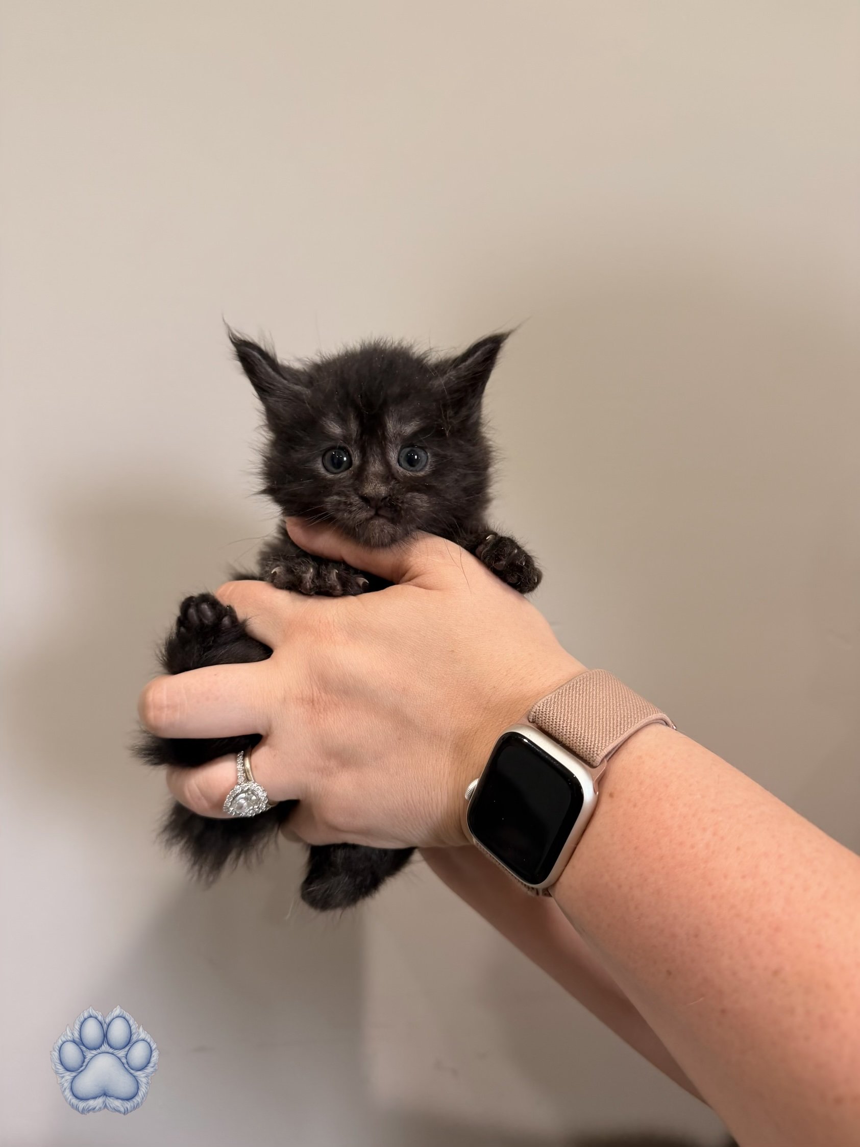 A person with a smartwatch on their wrist holding a small black kitten with blue eyes, against a plain gray background.