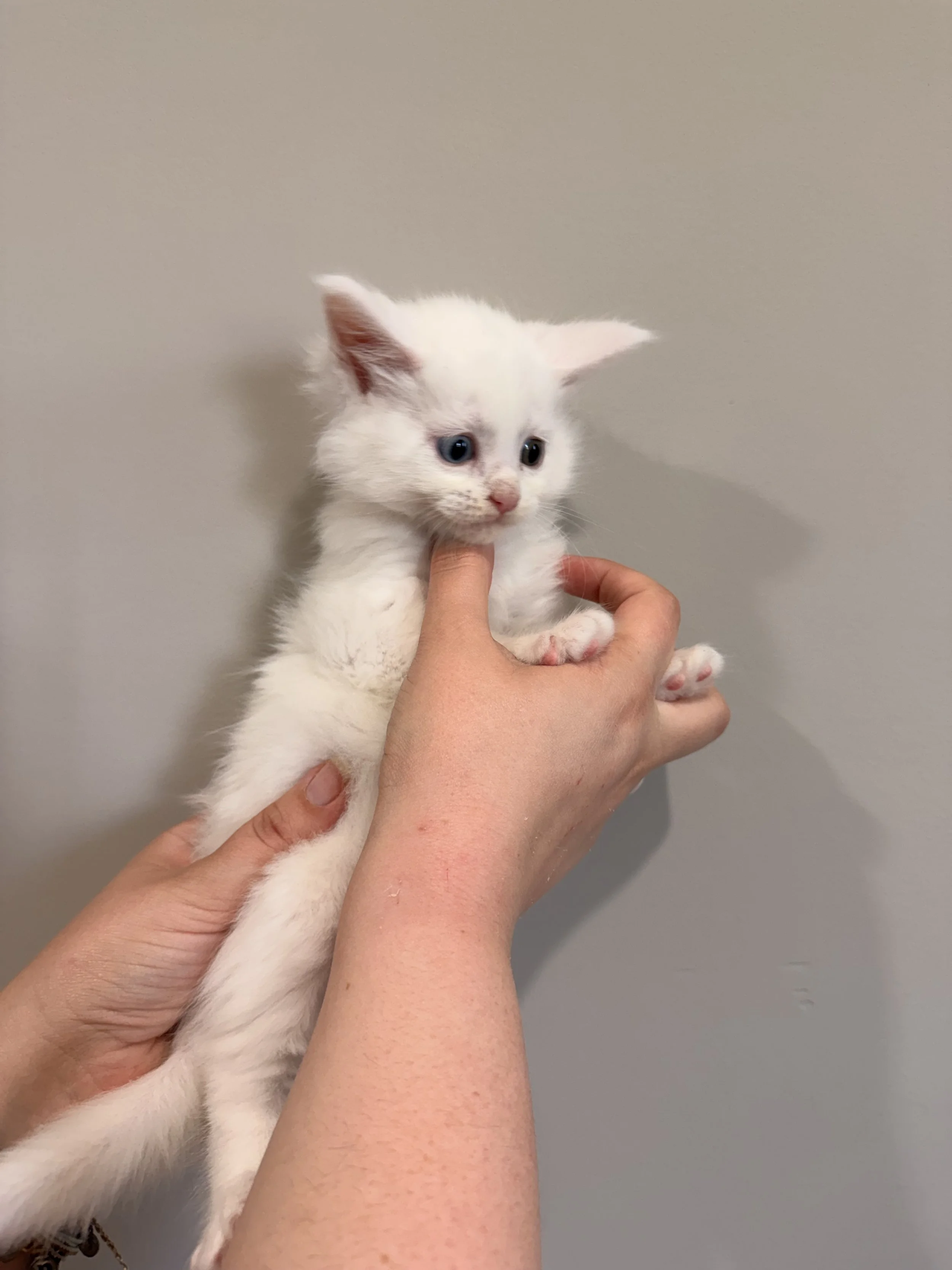 A person holding a white kitten with blue eyes and pink nose against a plain gray wall.