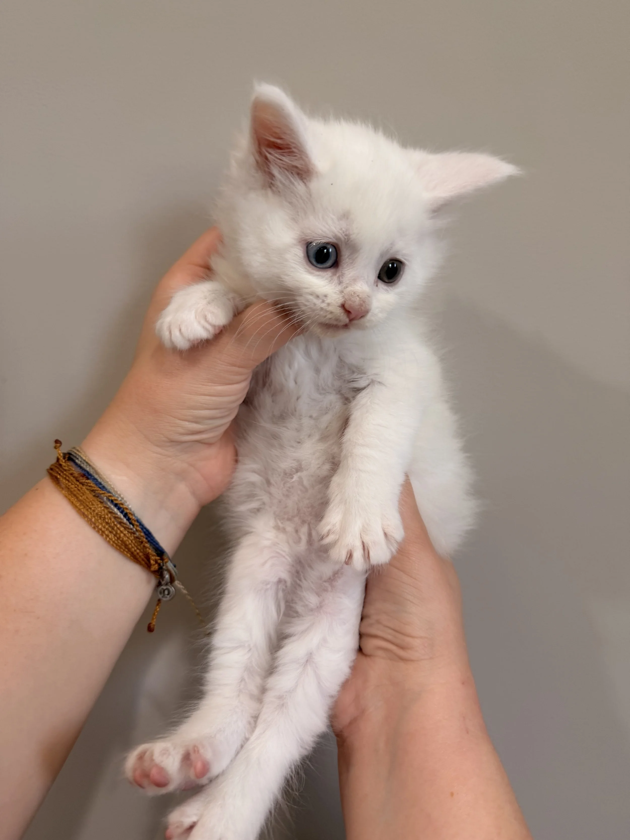 Person holding a white kitten with blue and green eyes.