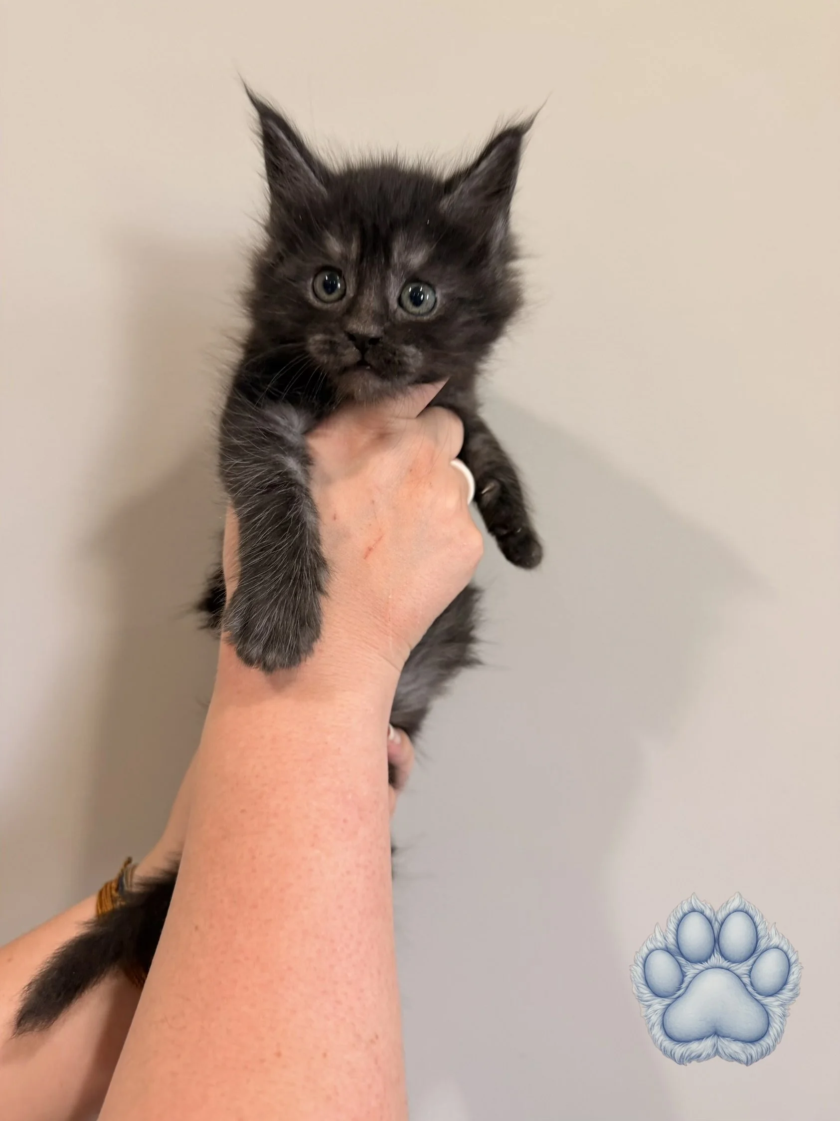 A person holding a small black kitten with gray markings on its face and paws against a plain beige wall.