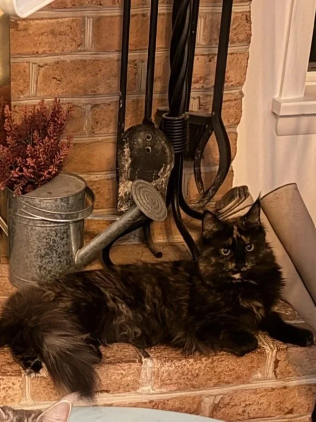 Pepper, black tortie queen with green eyes. Loving, purrs, sweet.