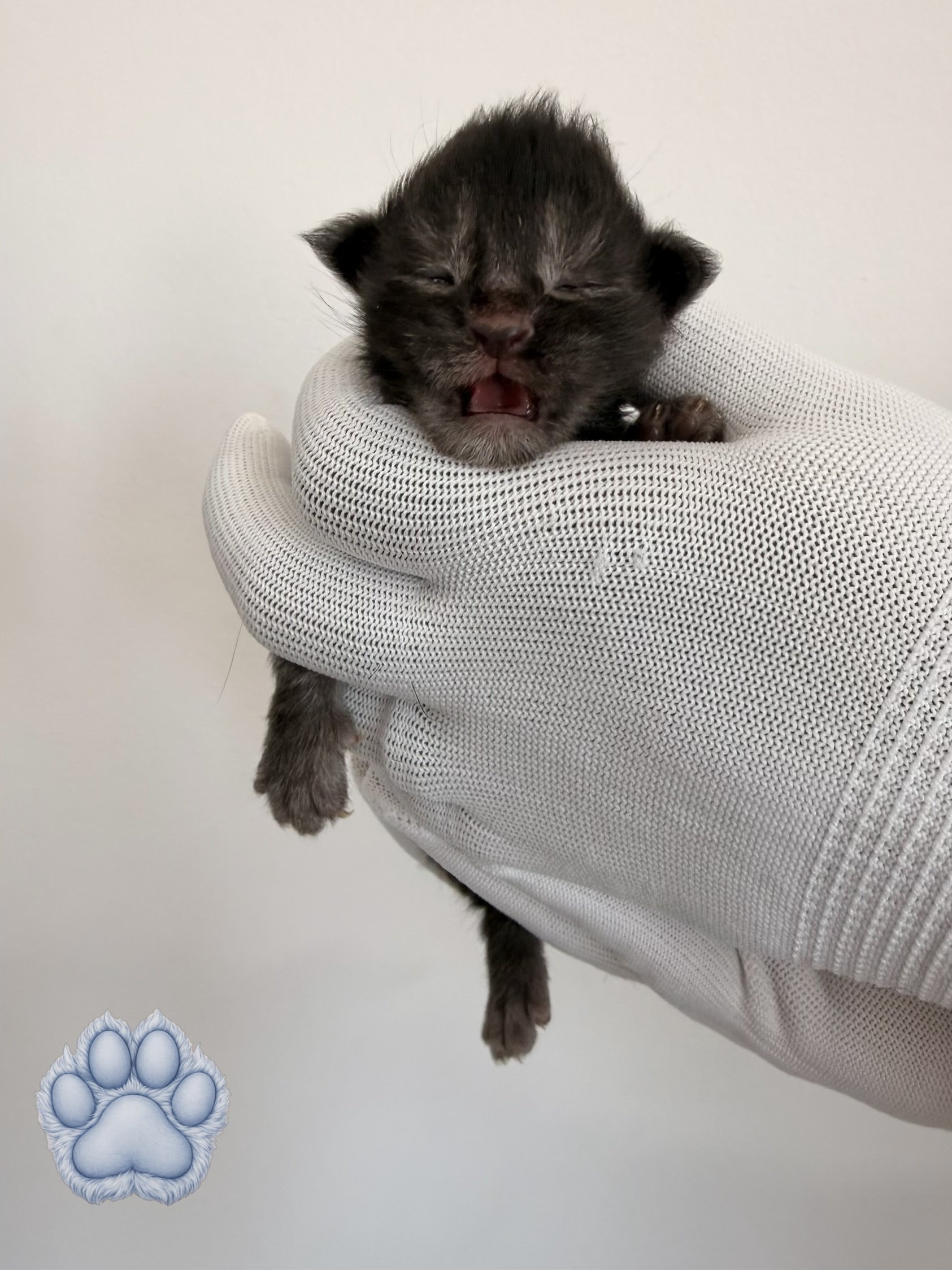 A tiny, adorable black kitten with brown markings being held in a white fabric glove. The kitten has closed eyes and an open mouth, appearing to yawn or meow. There is also a cartoon blue paw print sticker near the bottom left corner of the image.