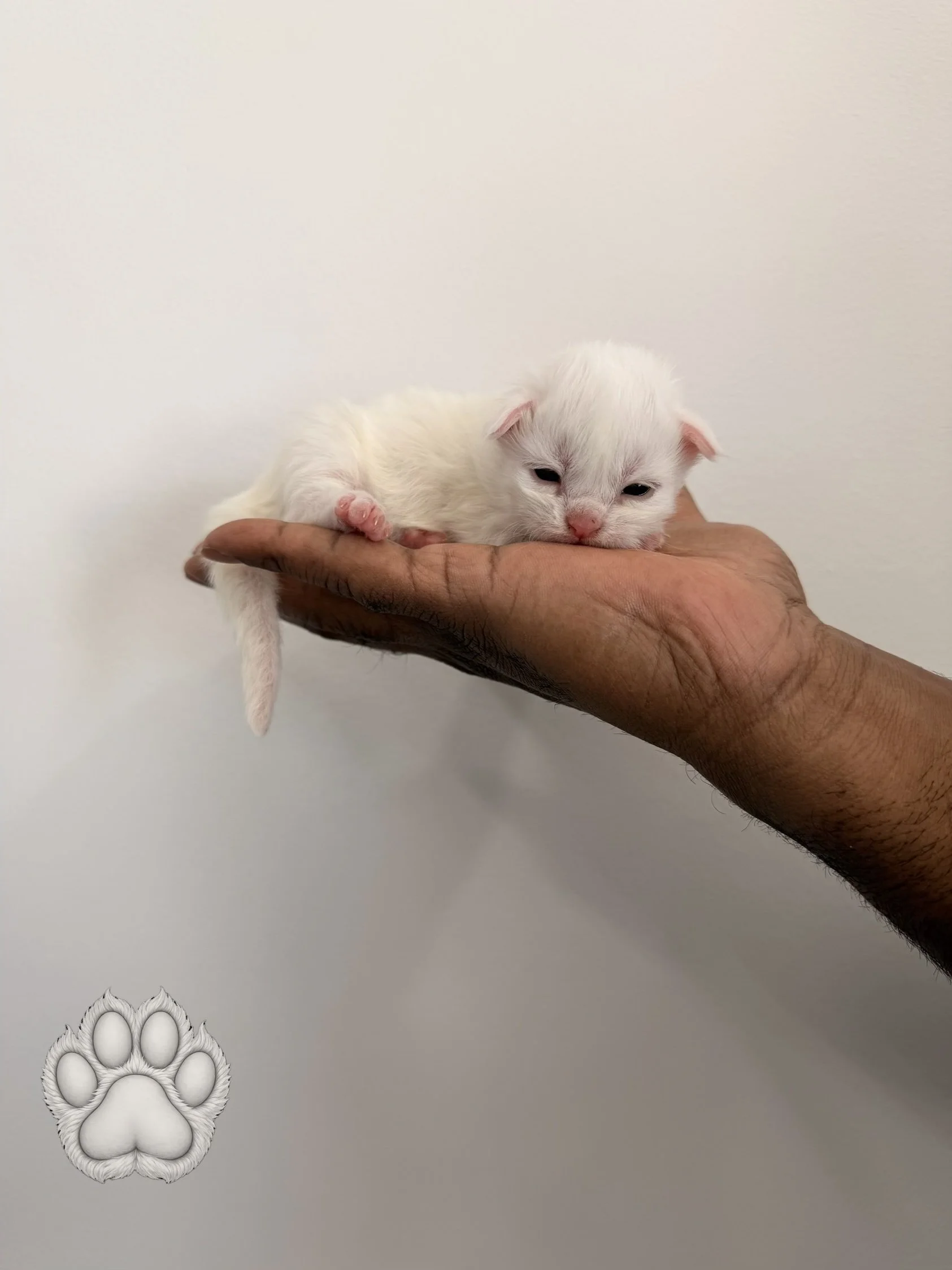 Small white kitten resting on a person's hand against a plain white background, with a paw print graphic in the bottom left corner.