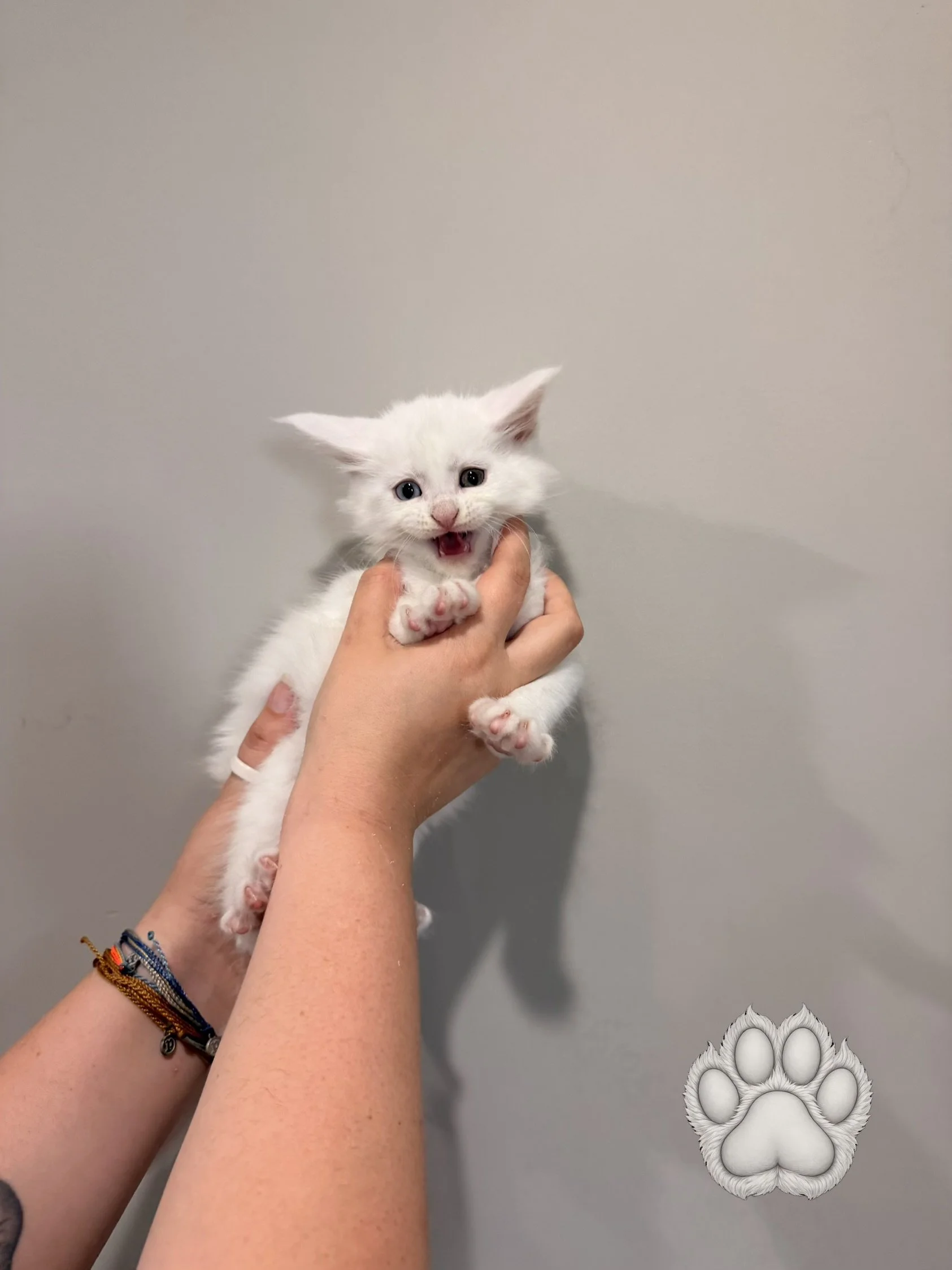 A person with a bracelet on their wrist is holding a small, fluffy white kitten with blue eyes and pink nose against a plain gray background. The kitten has a happy, playful expression with its mouth open.