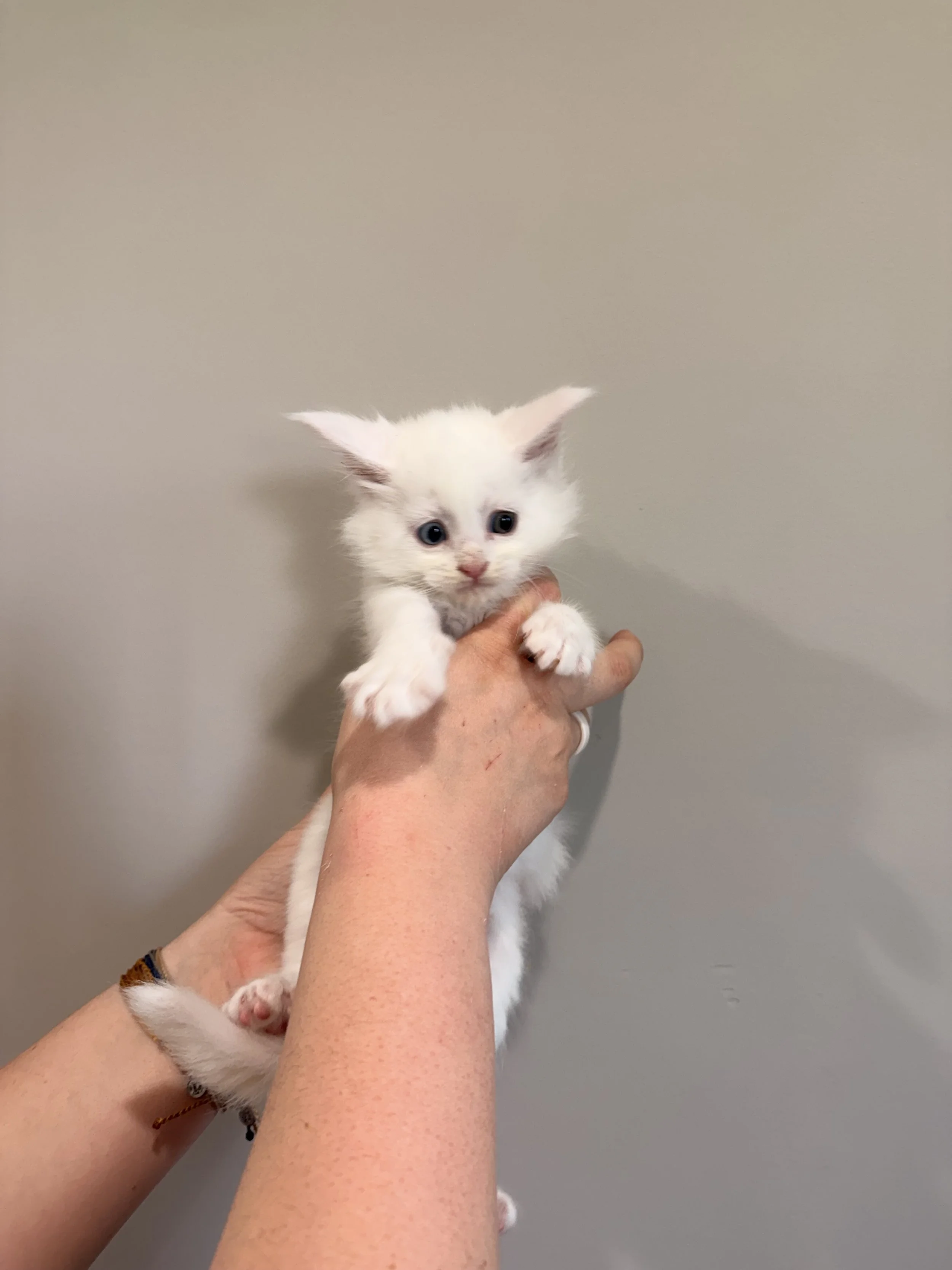 A person holding a small white kitten with blue eyes against a plain beige wall.